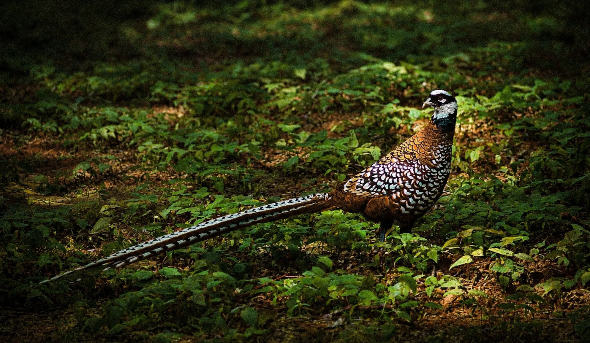 Reeves+Pheasant+in+Undergrowth.png
