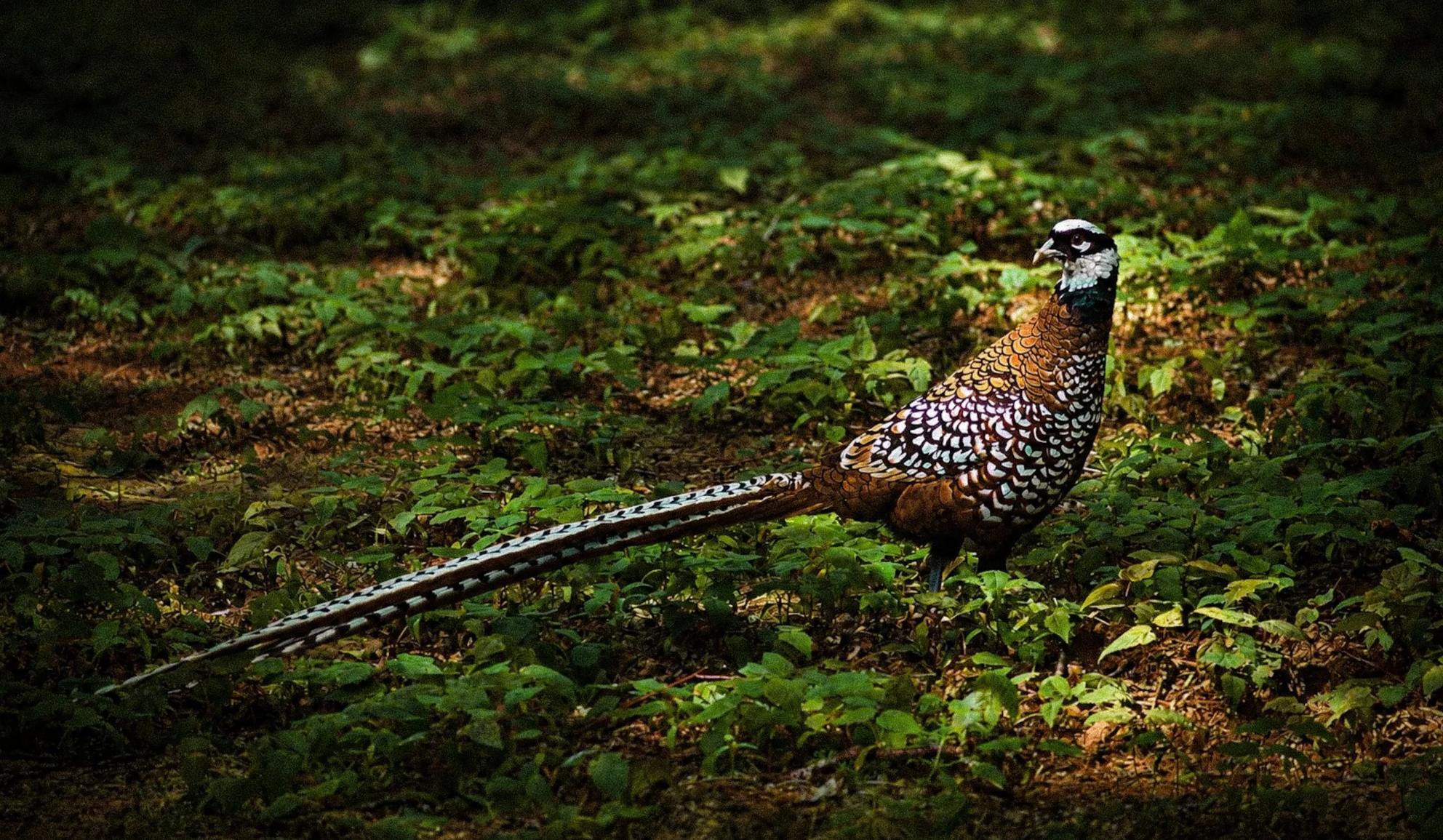Reeves+Pheasant+in+Undergrowth.png
