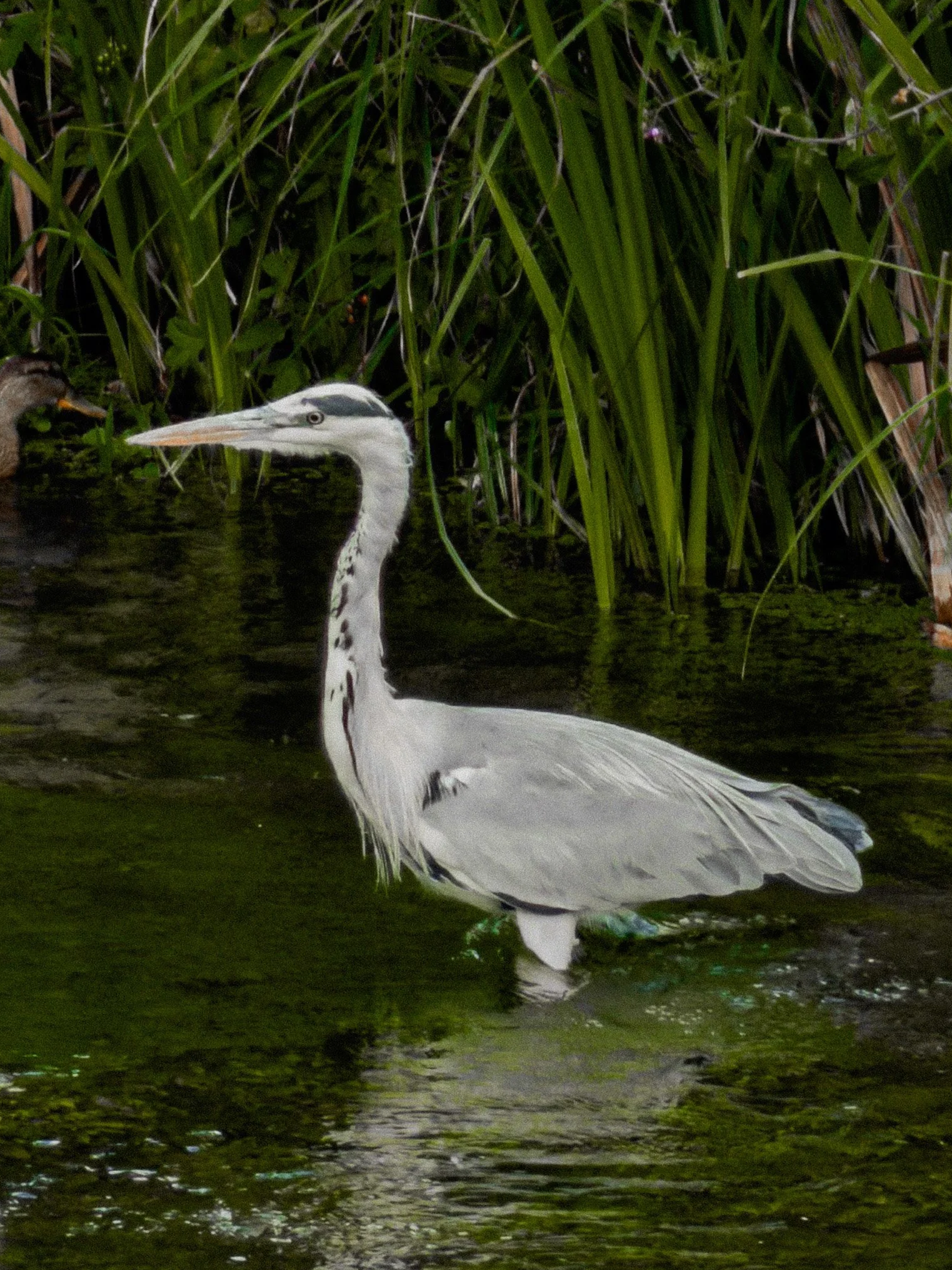 IMG_4090.png