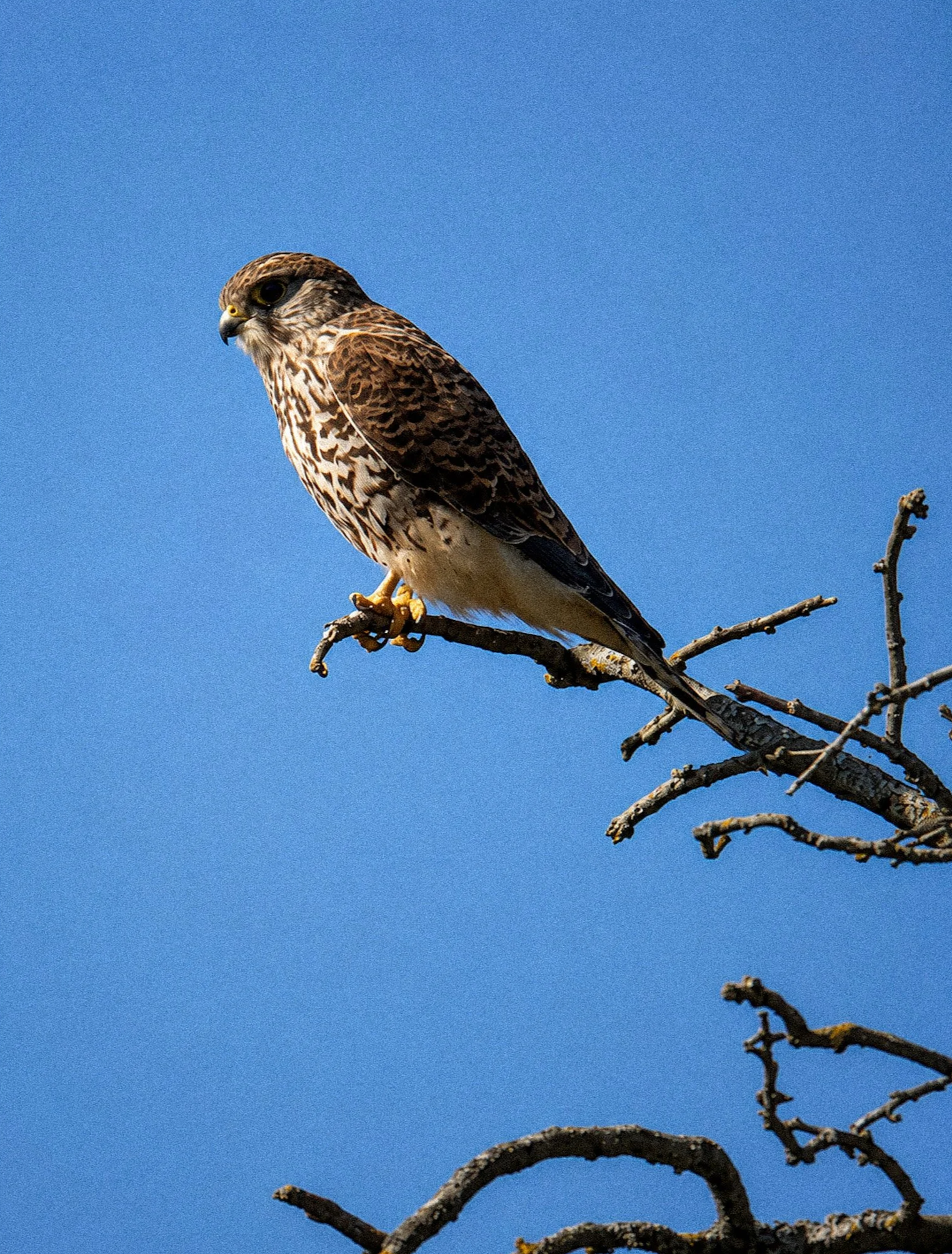 IMG_4583.png