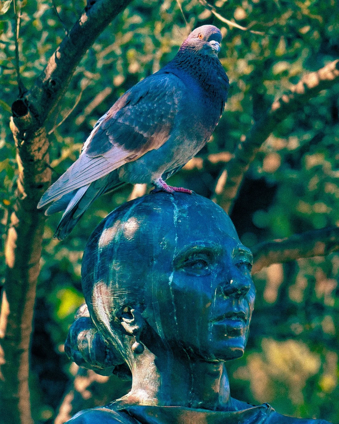 Pigeon perched on patinated bronze statue.jpg