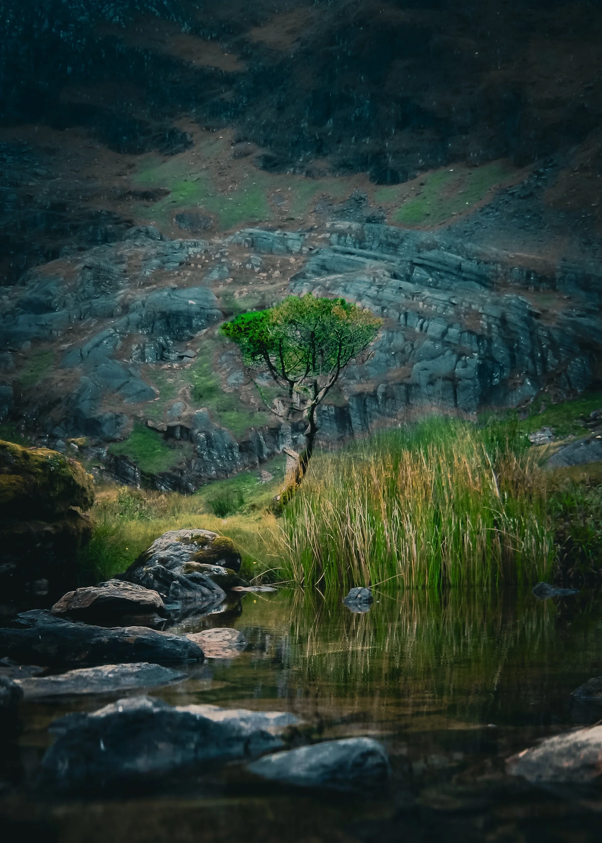 Lone tree reflected in mountain pool.JPG