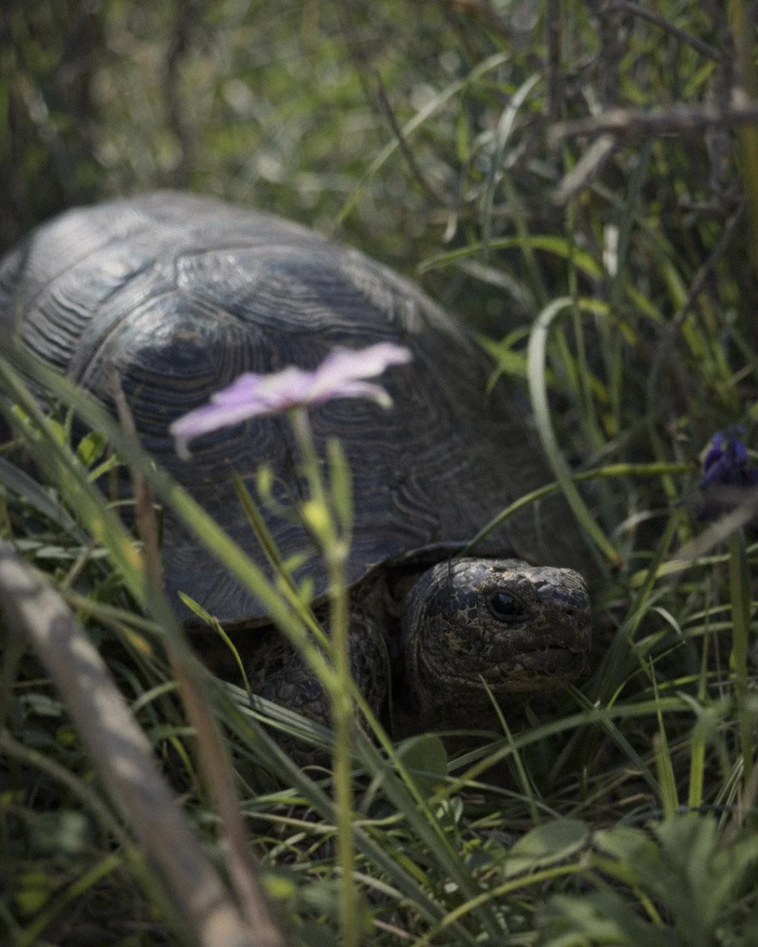 A turtle resting among green grass and wildflowers.