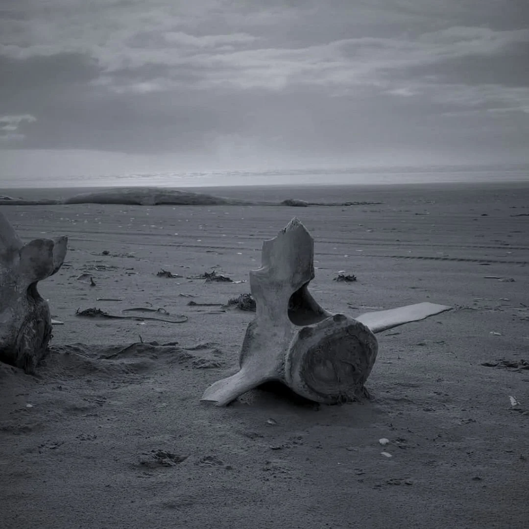 A black and white photo of a barren beach with driftwood scattered across the sand, under a cloudy sky.