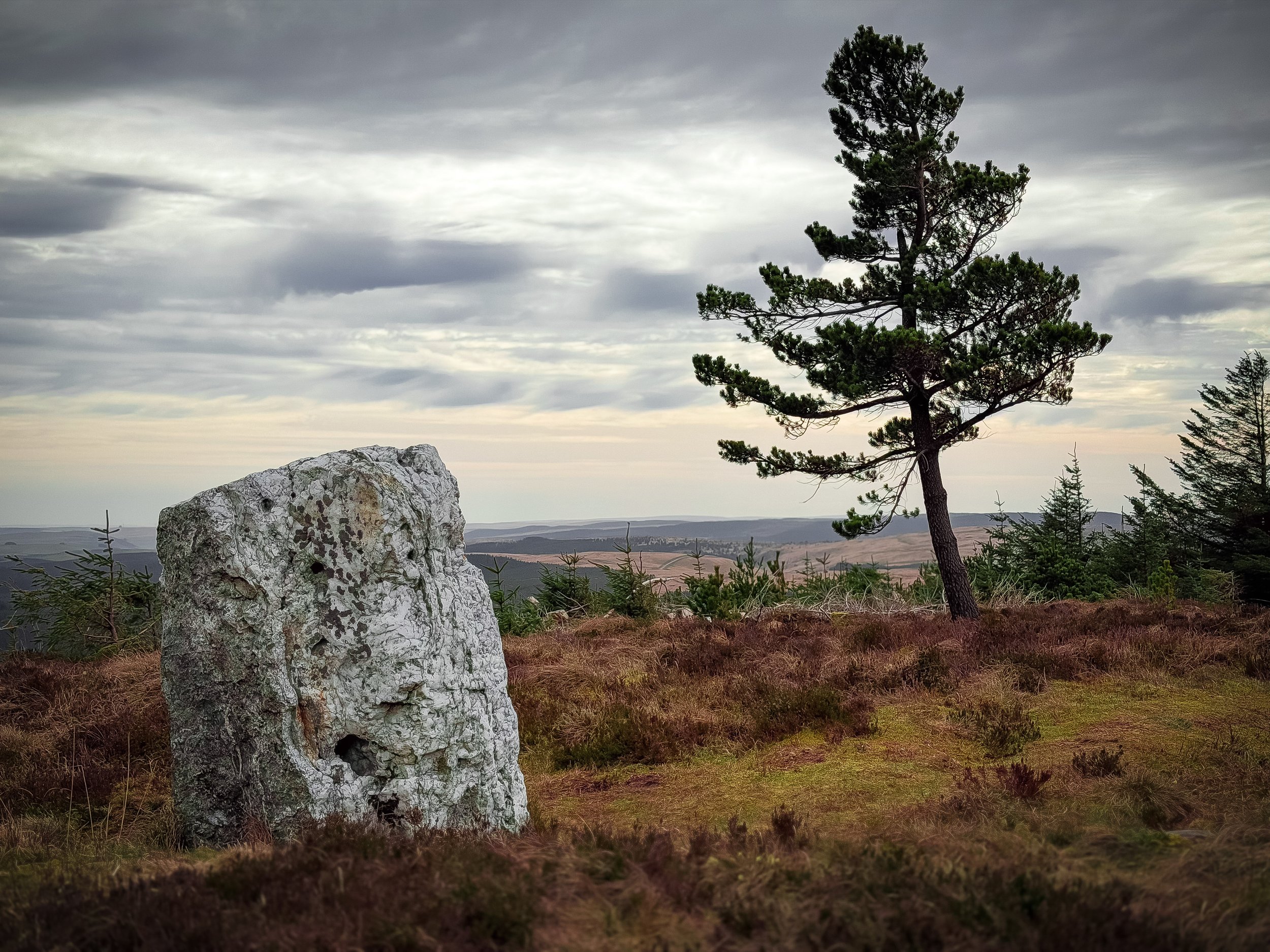 A landscape with a large gray rock and a slanted pine tree on a moorland, with rolling hills and a cloudy sky in the distance.