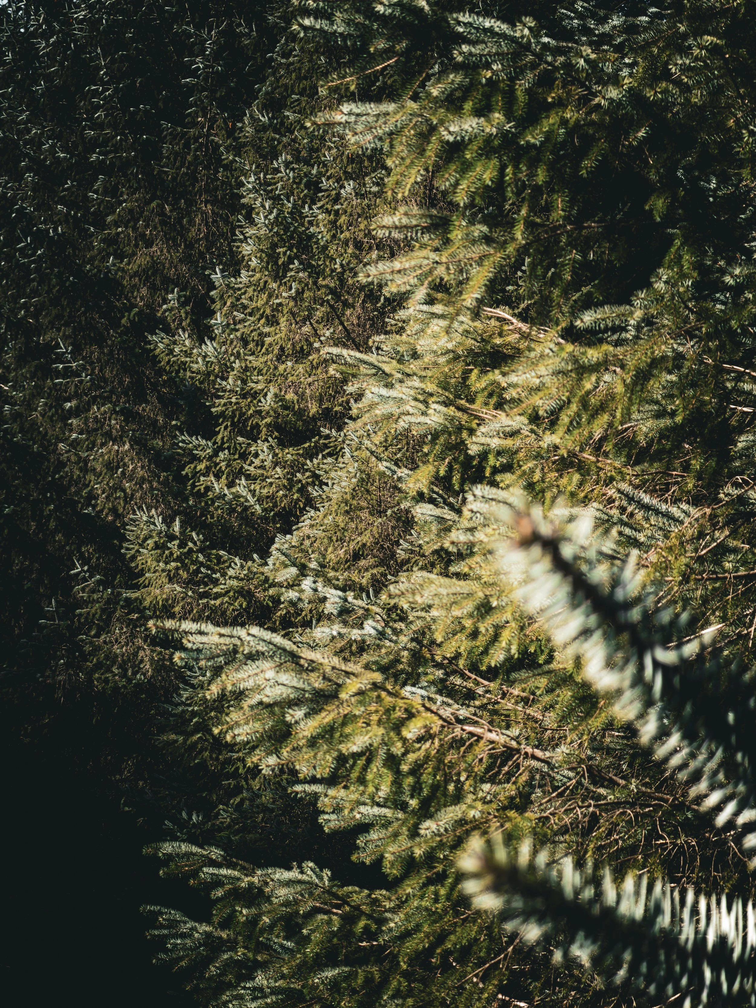 Close-up of evergreen tree branches with green needles in sunlight.