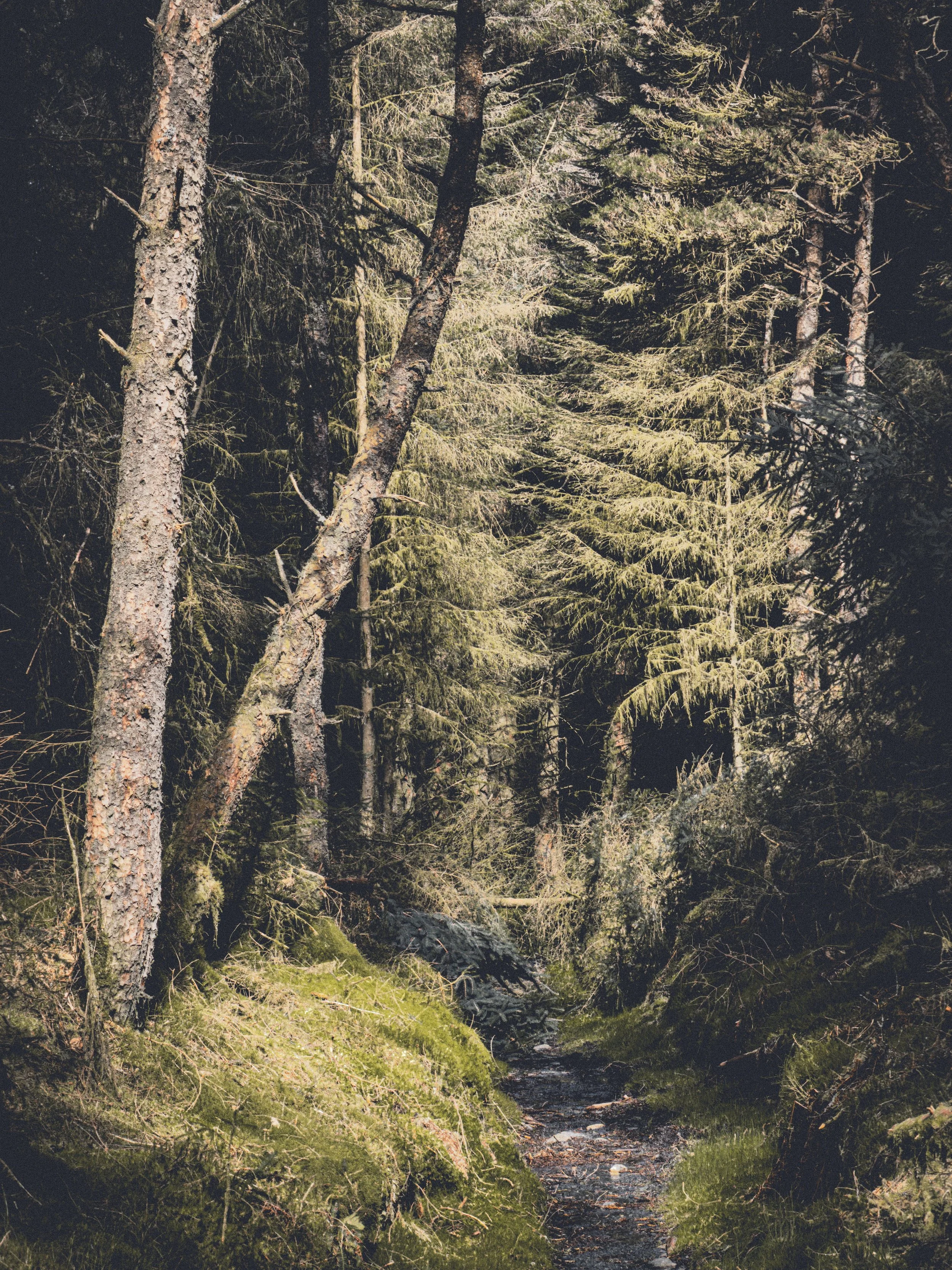 A dense forest scene with tall pine trees, moss-covered rocks, and a small stream flowing through the undergrowth.