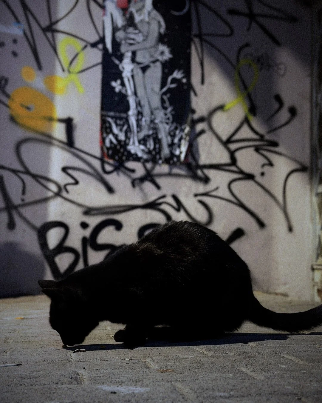 Black cat silhouette against graffiti wall.jpg