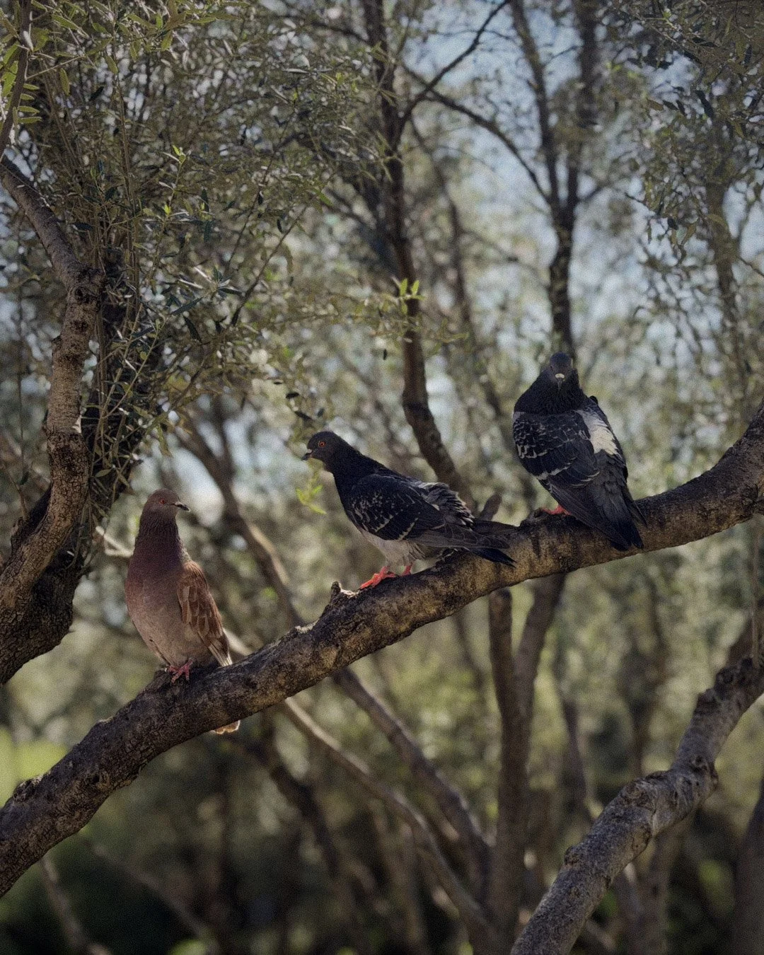 Three pigeons perched on a tree branch in a natural outdoor setting with trees and leaves in the background.