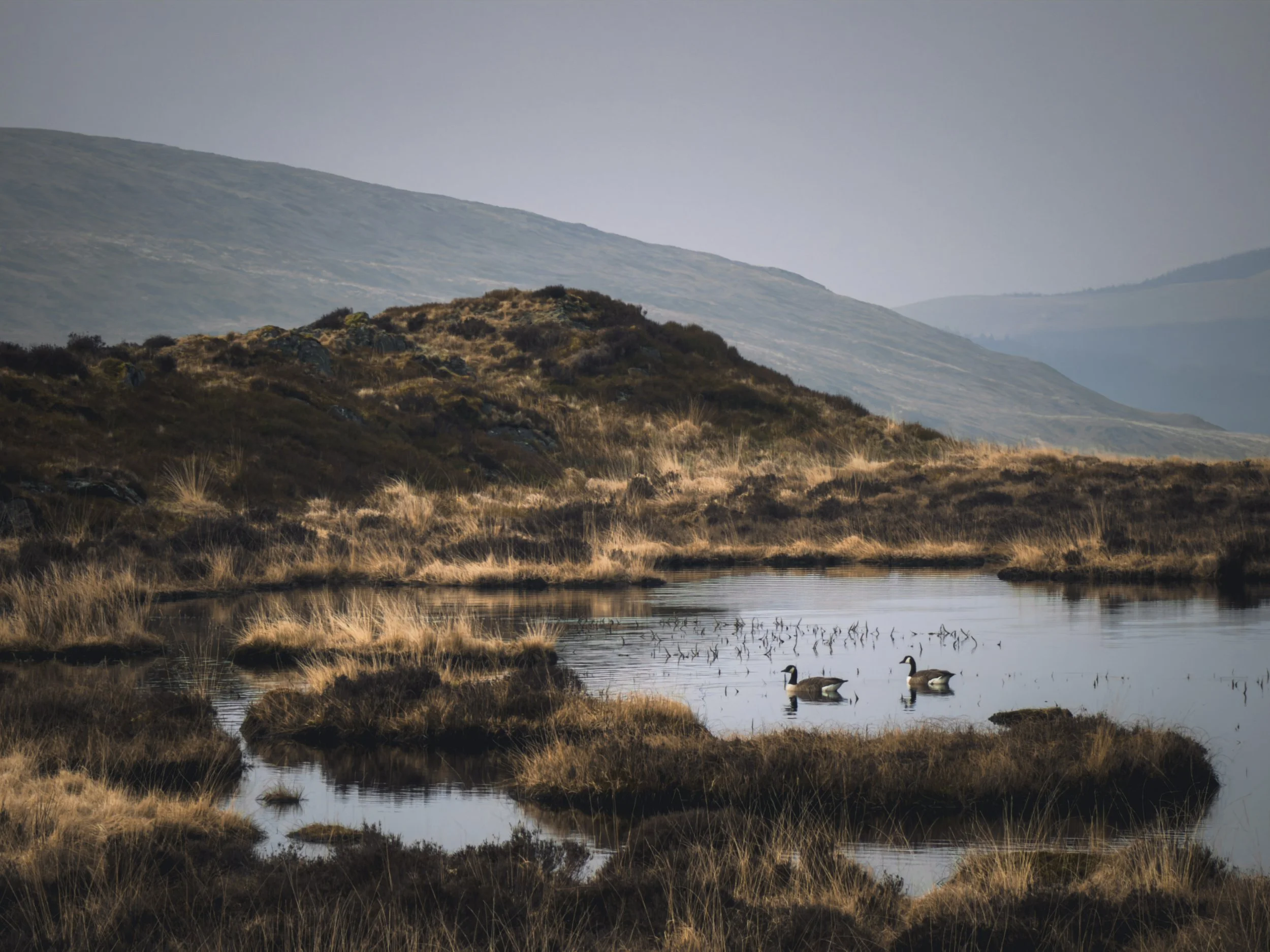 Geese on Highland loch.jpg