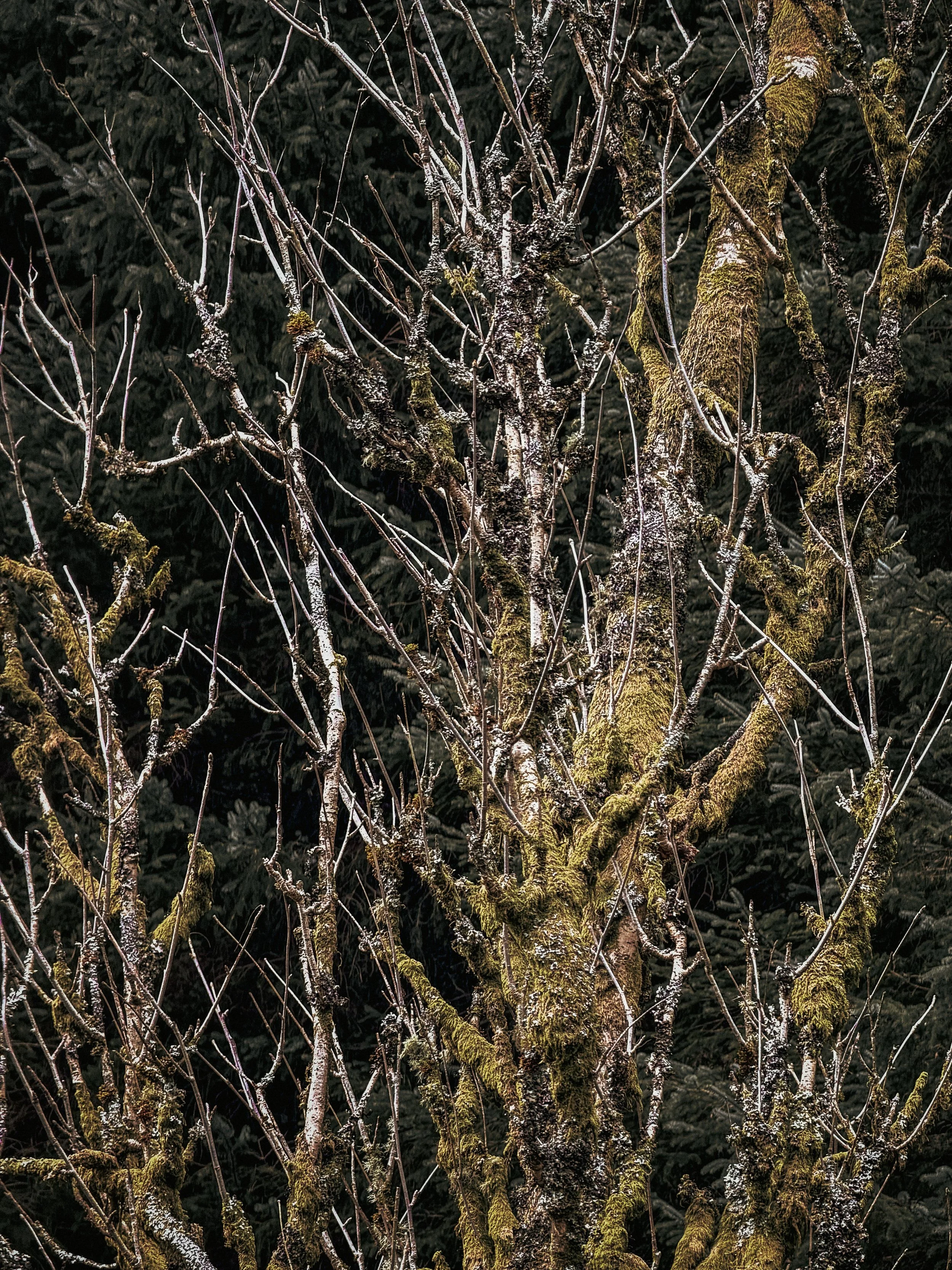 Tree with moss and bare branches, some frost on the branches, dark evergreen trees in background.