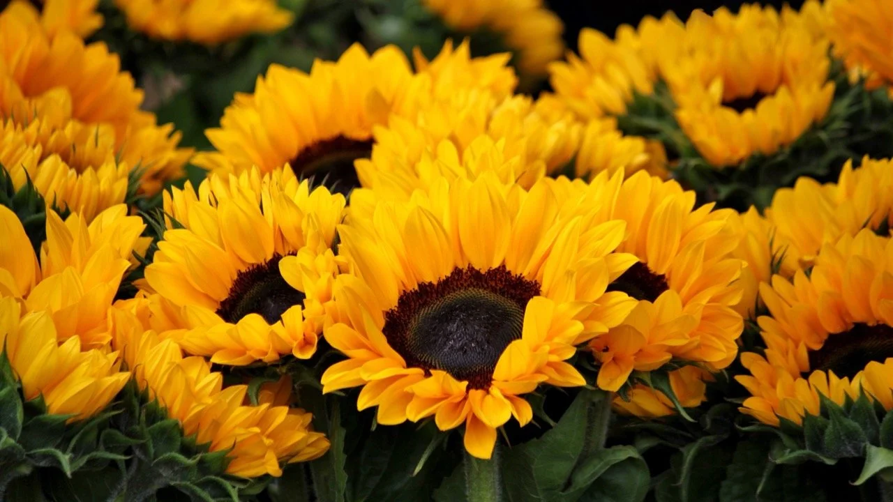 yellow-sunflowers