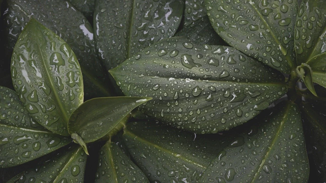 green-leaves-covered-in-dew-drops
