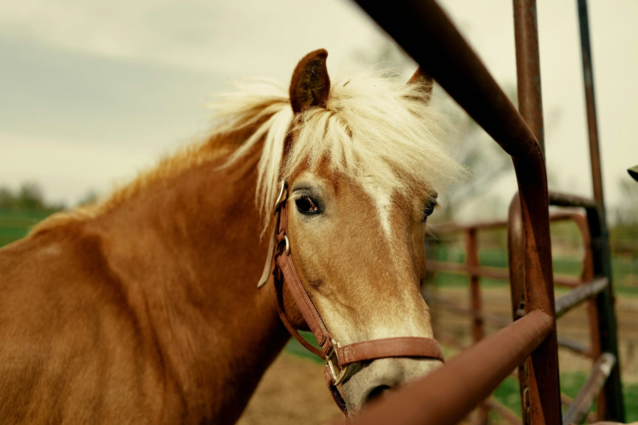 A close-up of a palomino horse with a blonde mane, wearing a halter, standing near a metal gate in a farm or pasture.