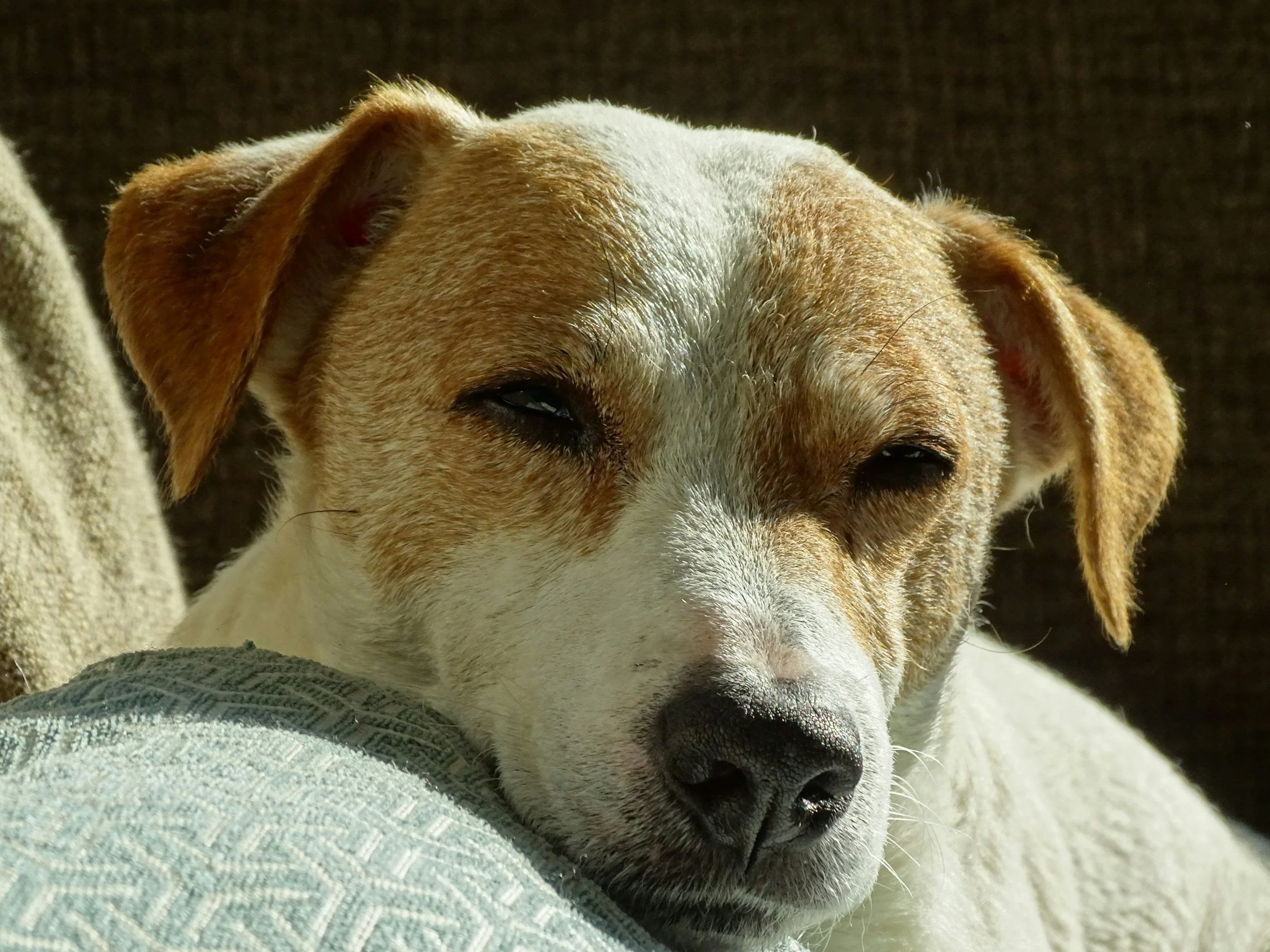 Close-up of a dog resting its head on a fabric surface, with sunlight highlighting its face and ears.