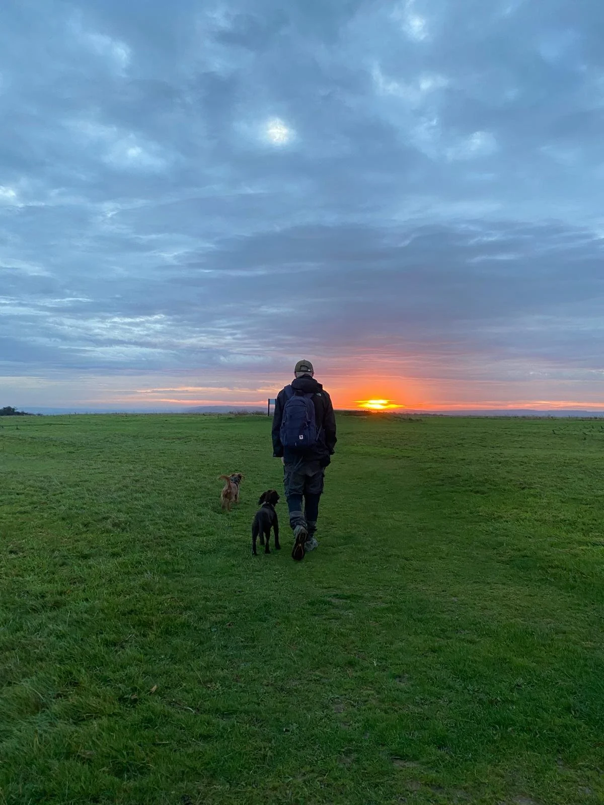 A person walking on a grassy field with two dogs at sunset, with a cloudy sky and the sun on the horizon.