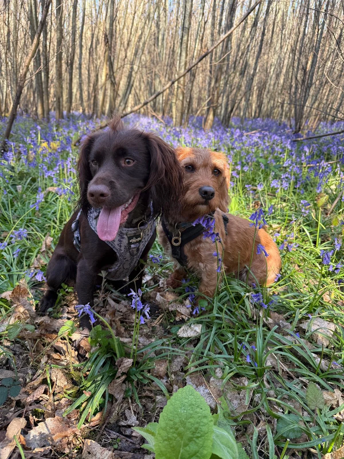 Two dogs, one black and brown with floppy ears and tongue out, and one reddish-brown with a harness, sitting among purple wildflowers in a forested area with leafless trees in the background.