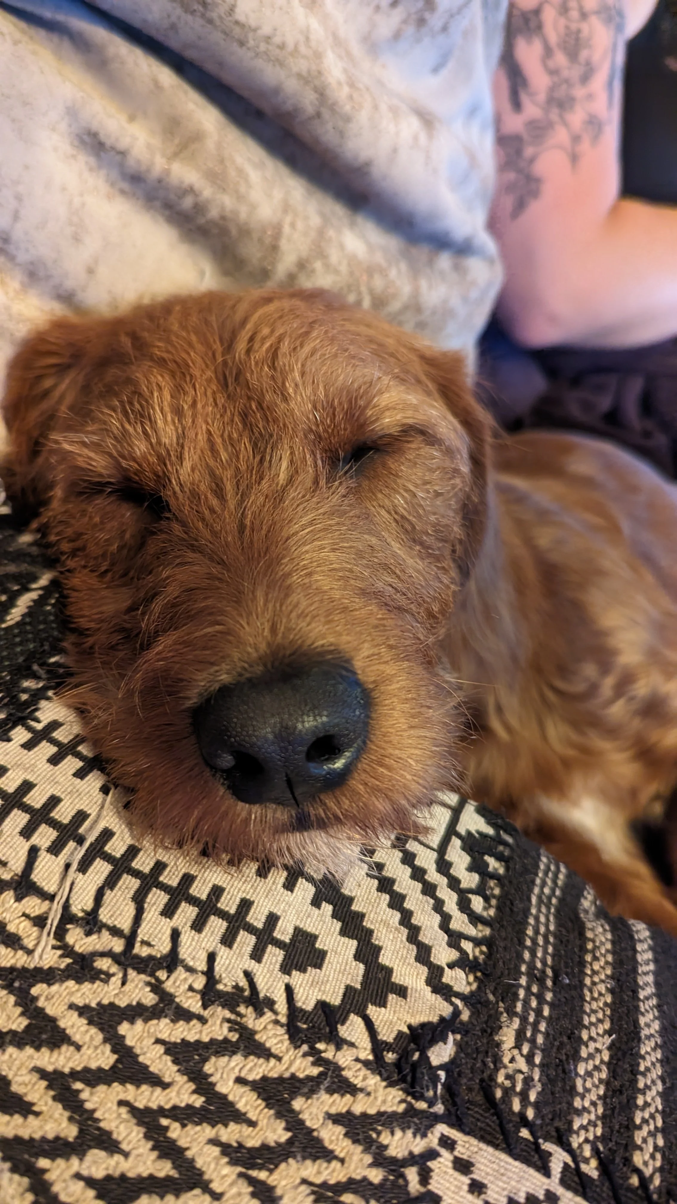 A close-up of a brown dog sleeping with its head resting on a patterned fabric.
