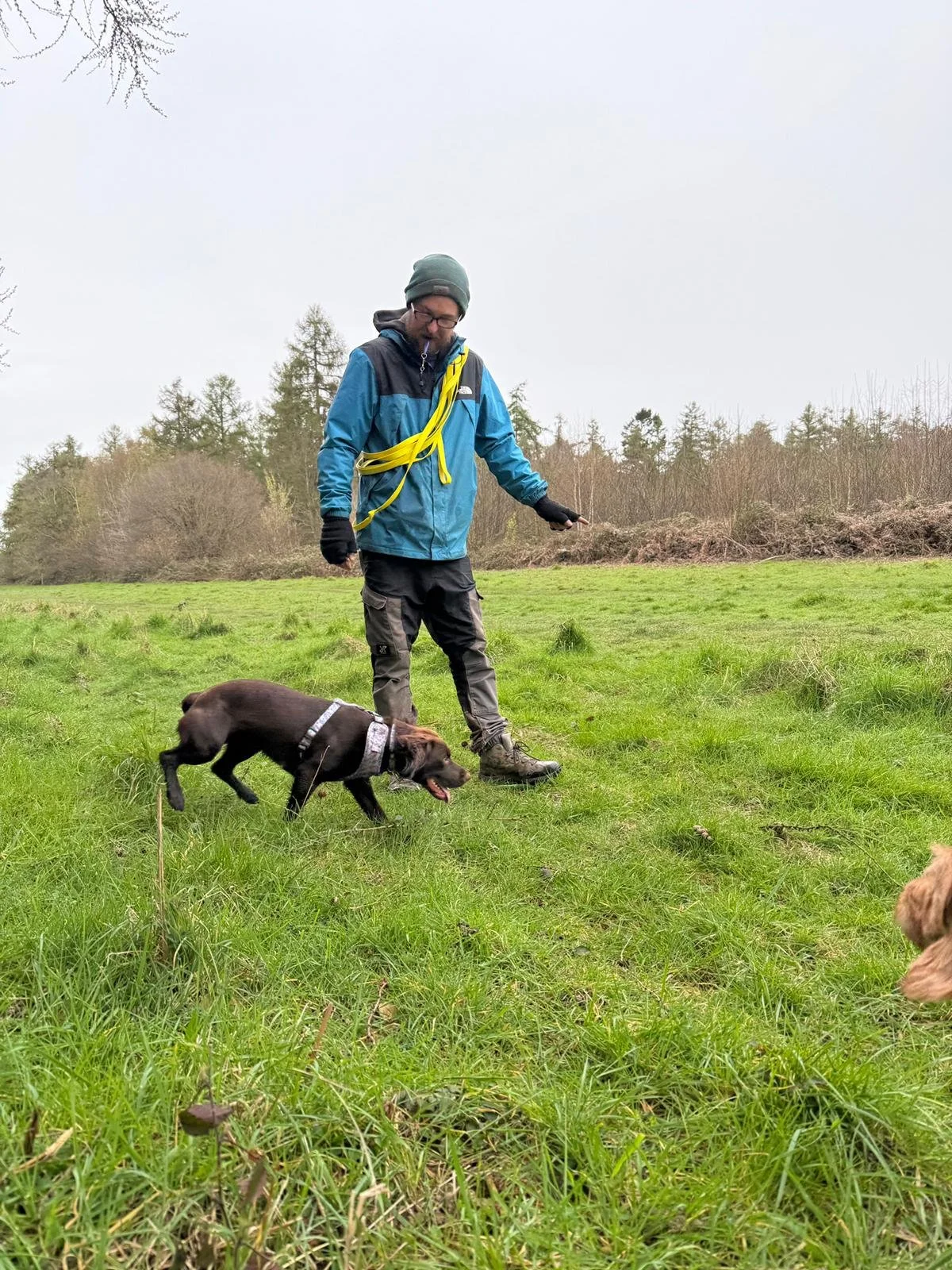 A man with glasses, wearing a green beanie and blue and black jacket, stands on grass with a yellow leash around his shoulder, holding a leash attached to a brown dog with a white harness, in an open grassy field with trees in the background on a cloudy day.