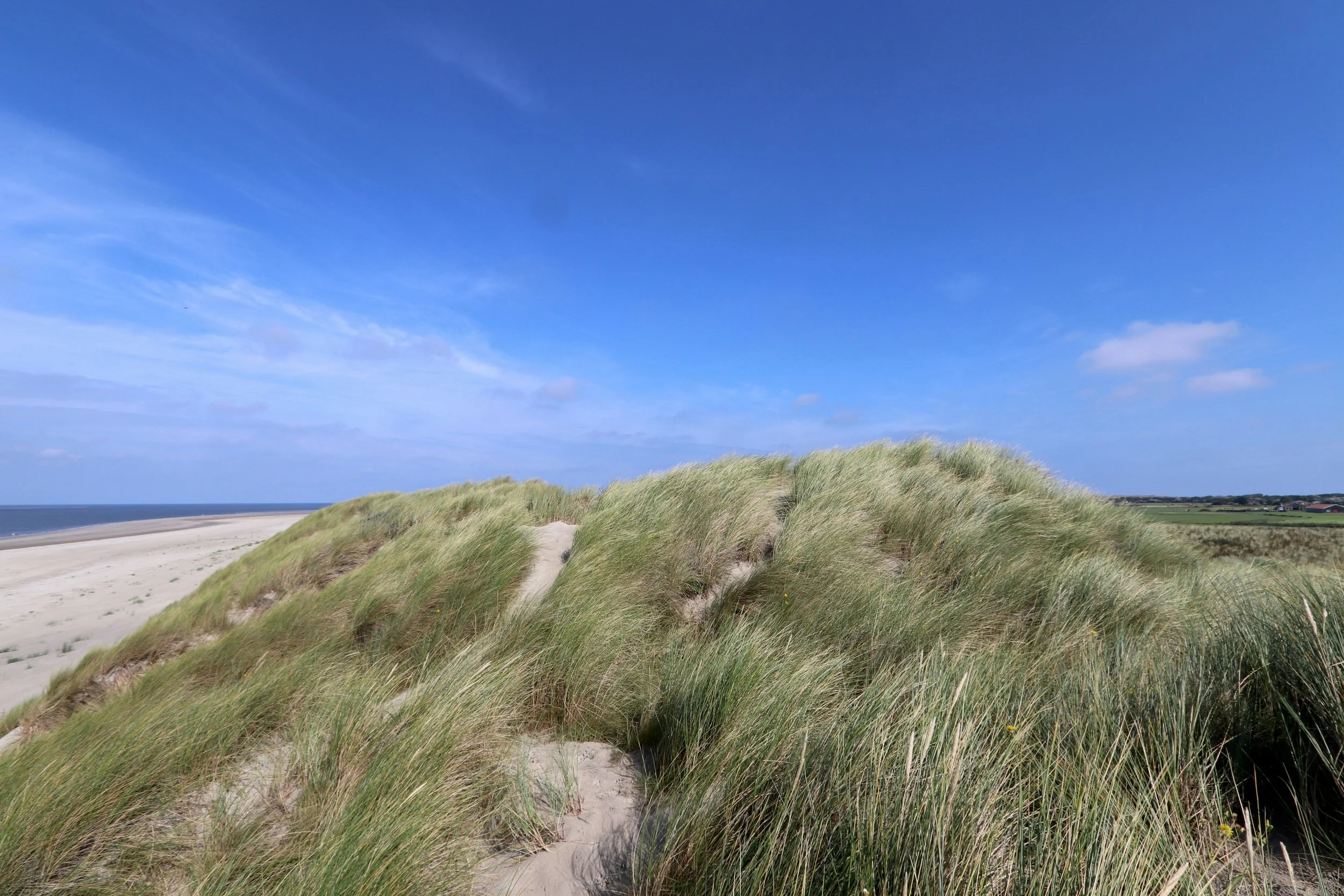 Dünenlandschaft mit Strandhafer an der Nordseeküste
