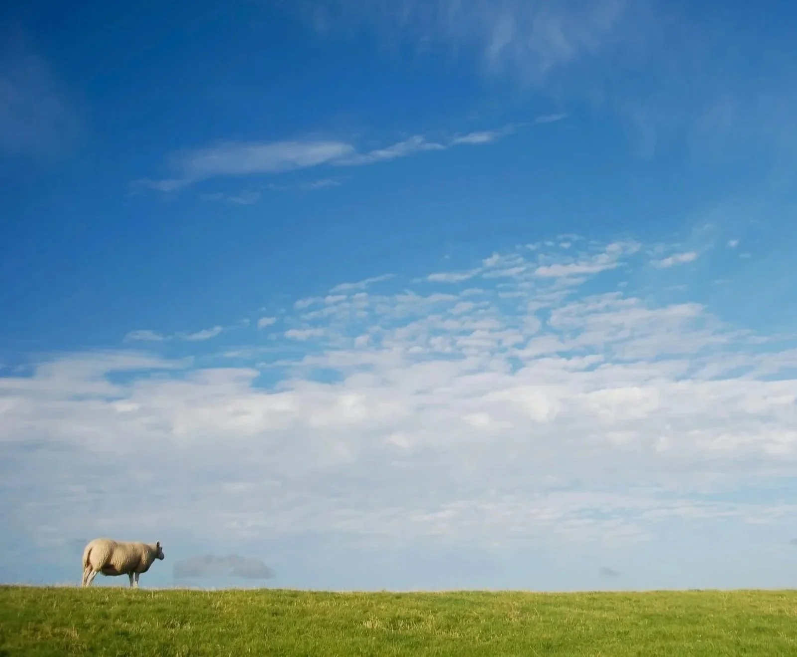 Schaf auf einem Deich unter blauem Himmel an der Nordseeküste