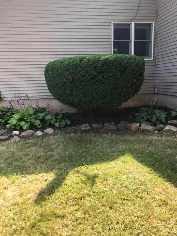 A neatly trimmed shrub in front of a house, with a window and garden flowers below. The shrub casts a shadow on the grass.