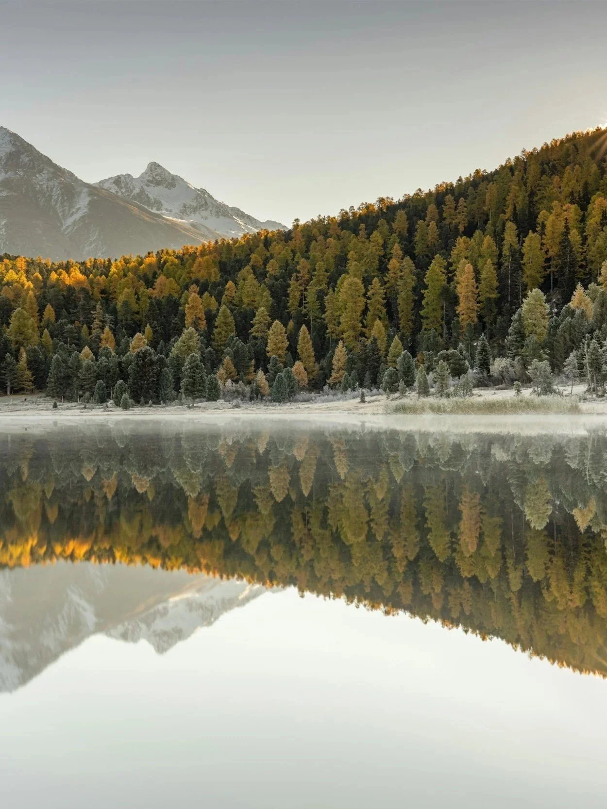 A calm mountain lake reflecting pine trees, snow-capped mountains, and the clear sky in the background.