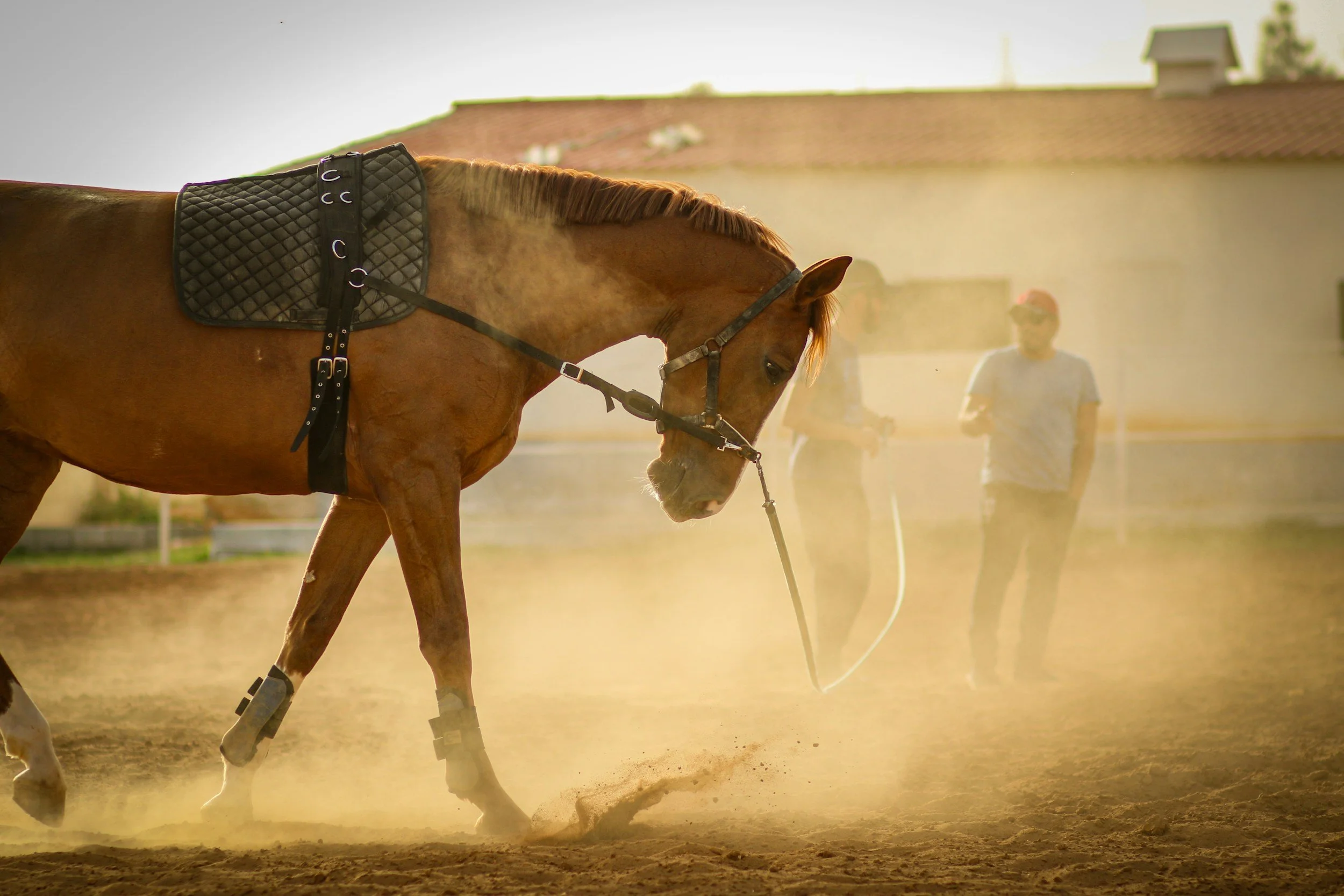 Horse Training in Florida