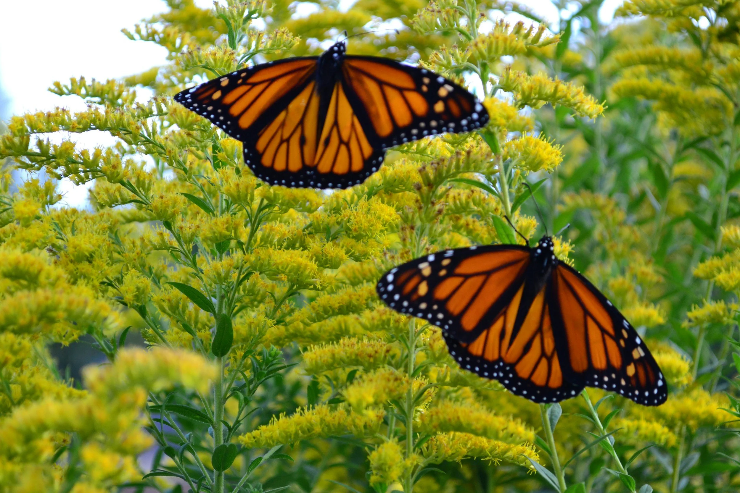 Goldenrod