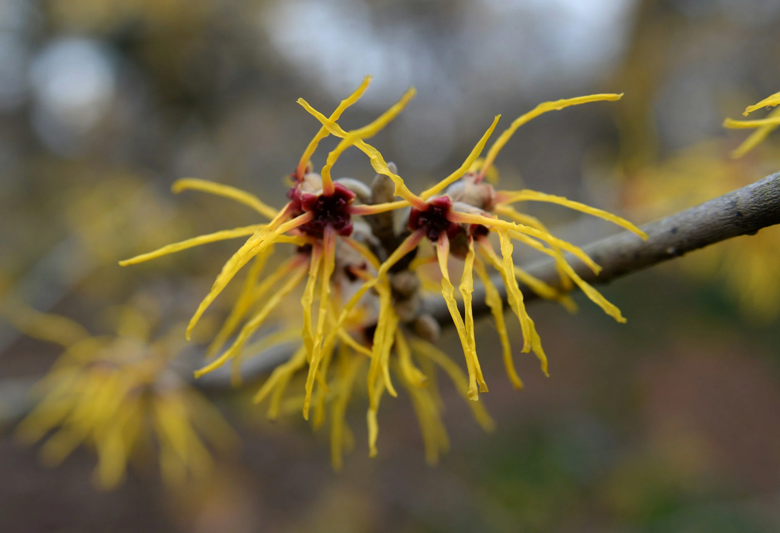 witch hazel 