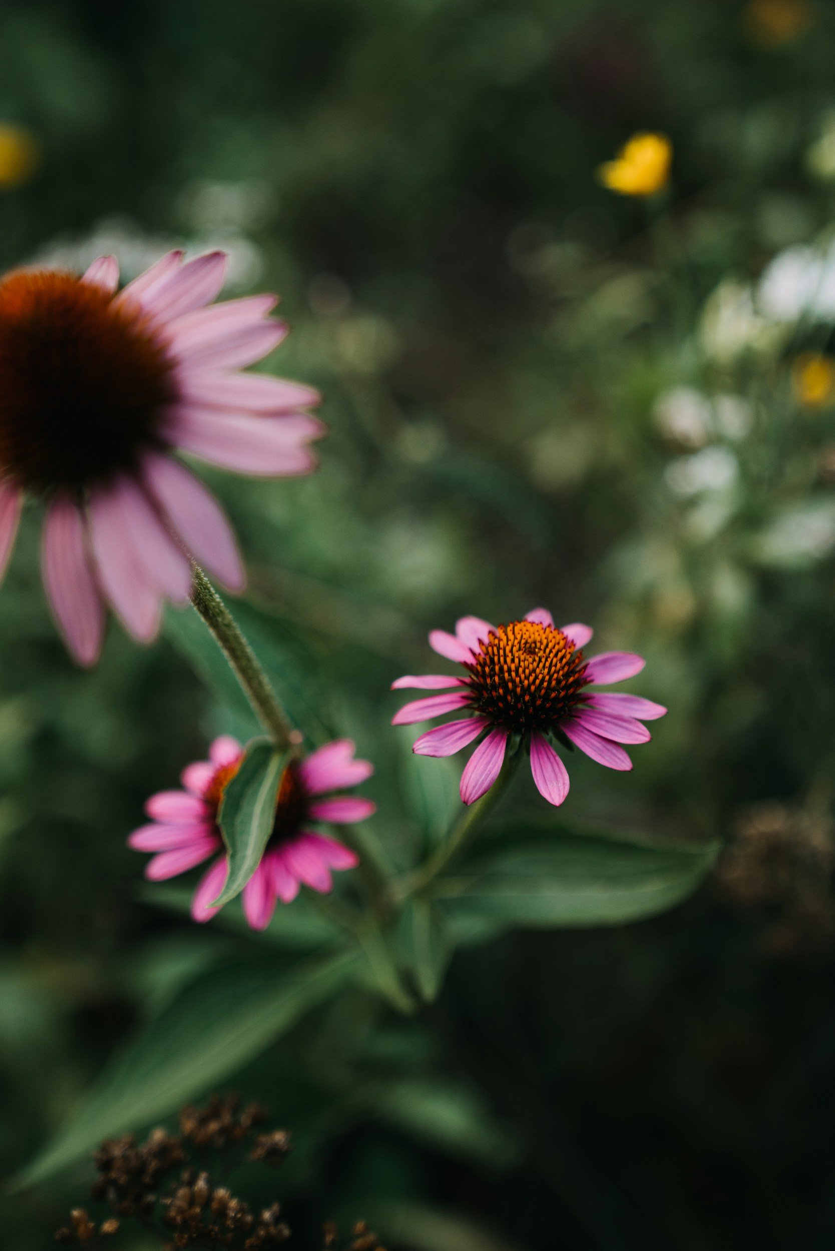 echinacea