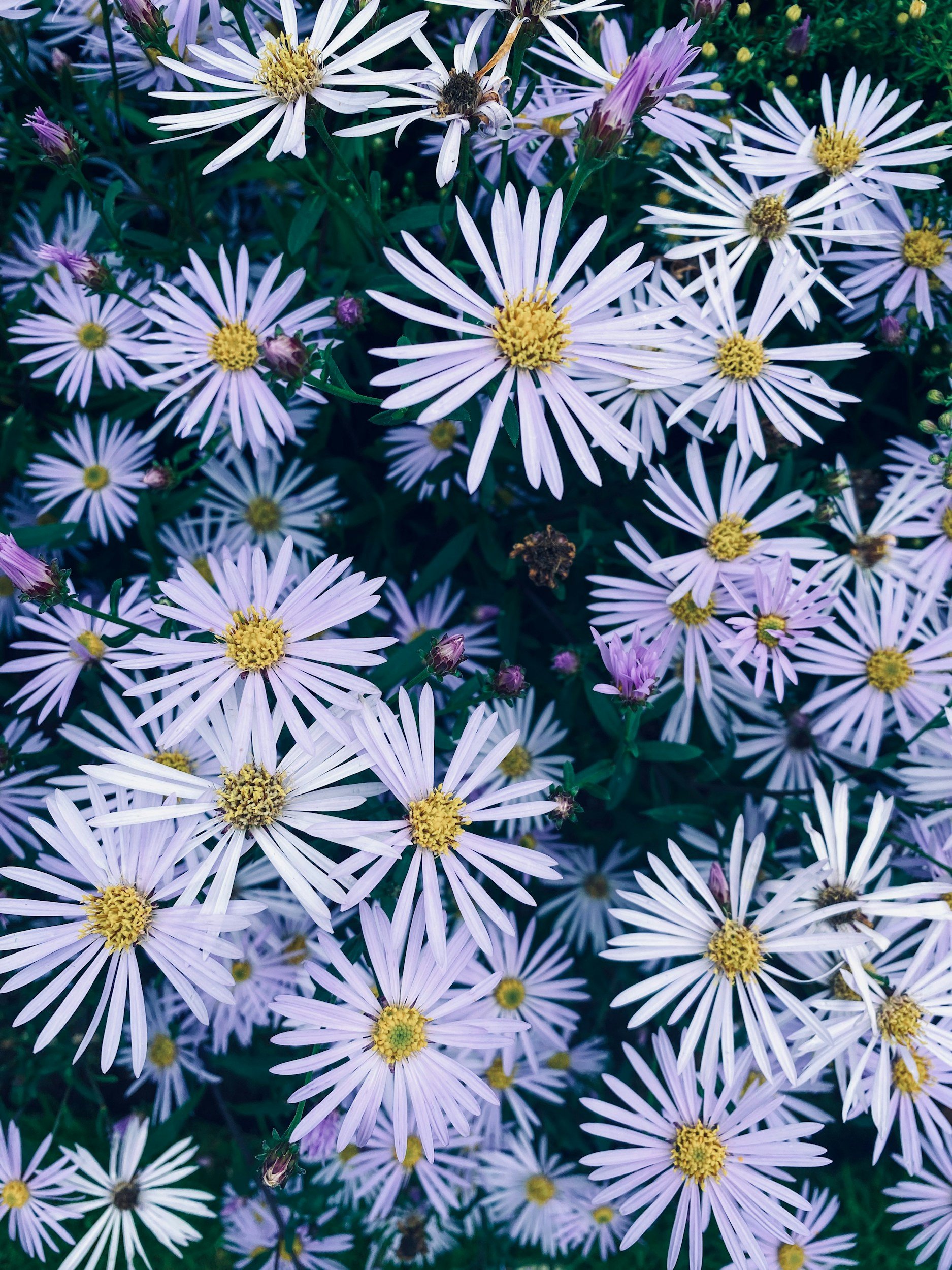 unsplash-image-T2km9caJbEY.jpg