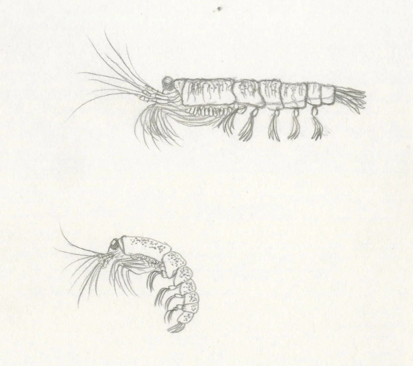 blue-whale-krill.jpg