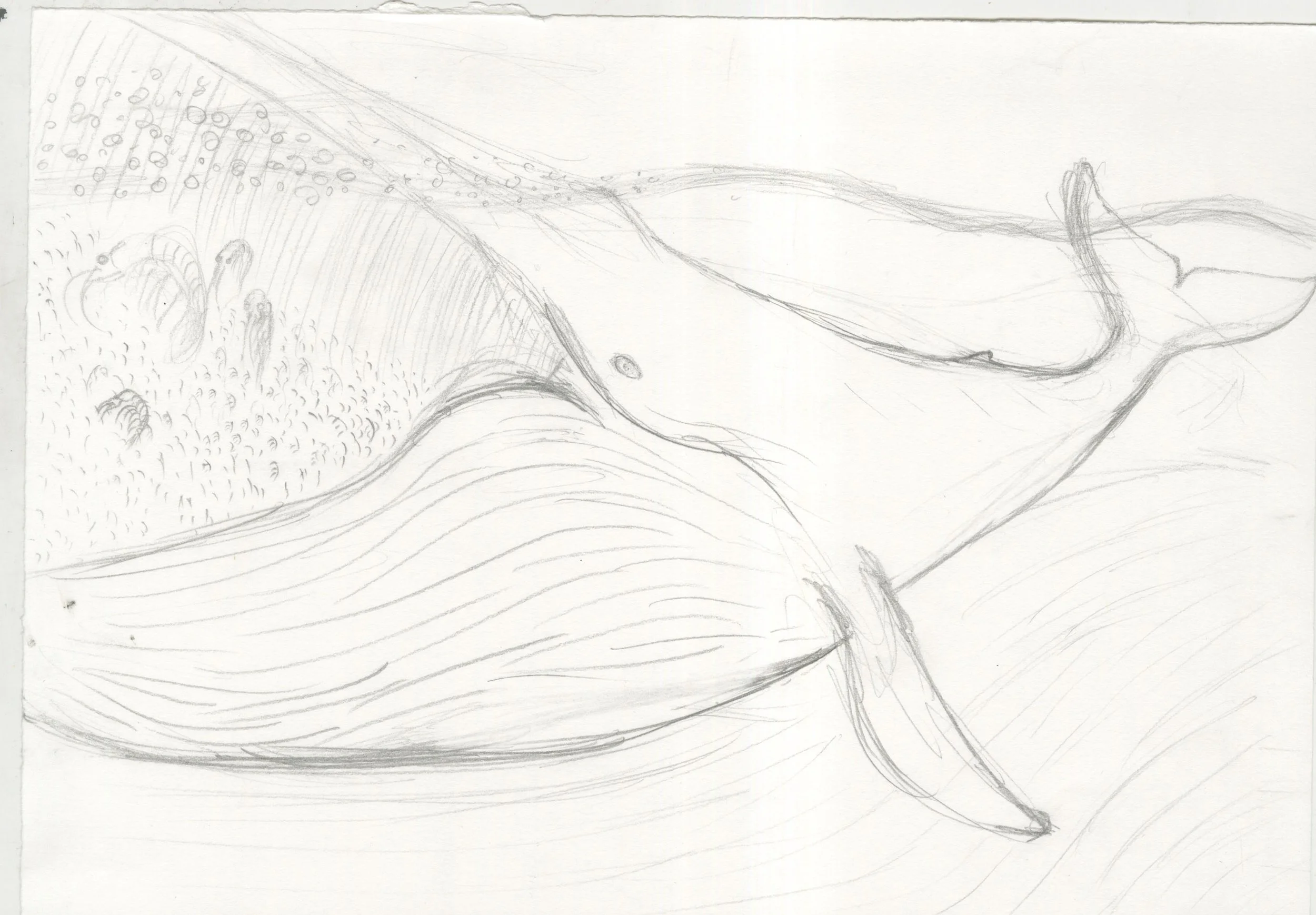 blue-whale-2.jpg