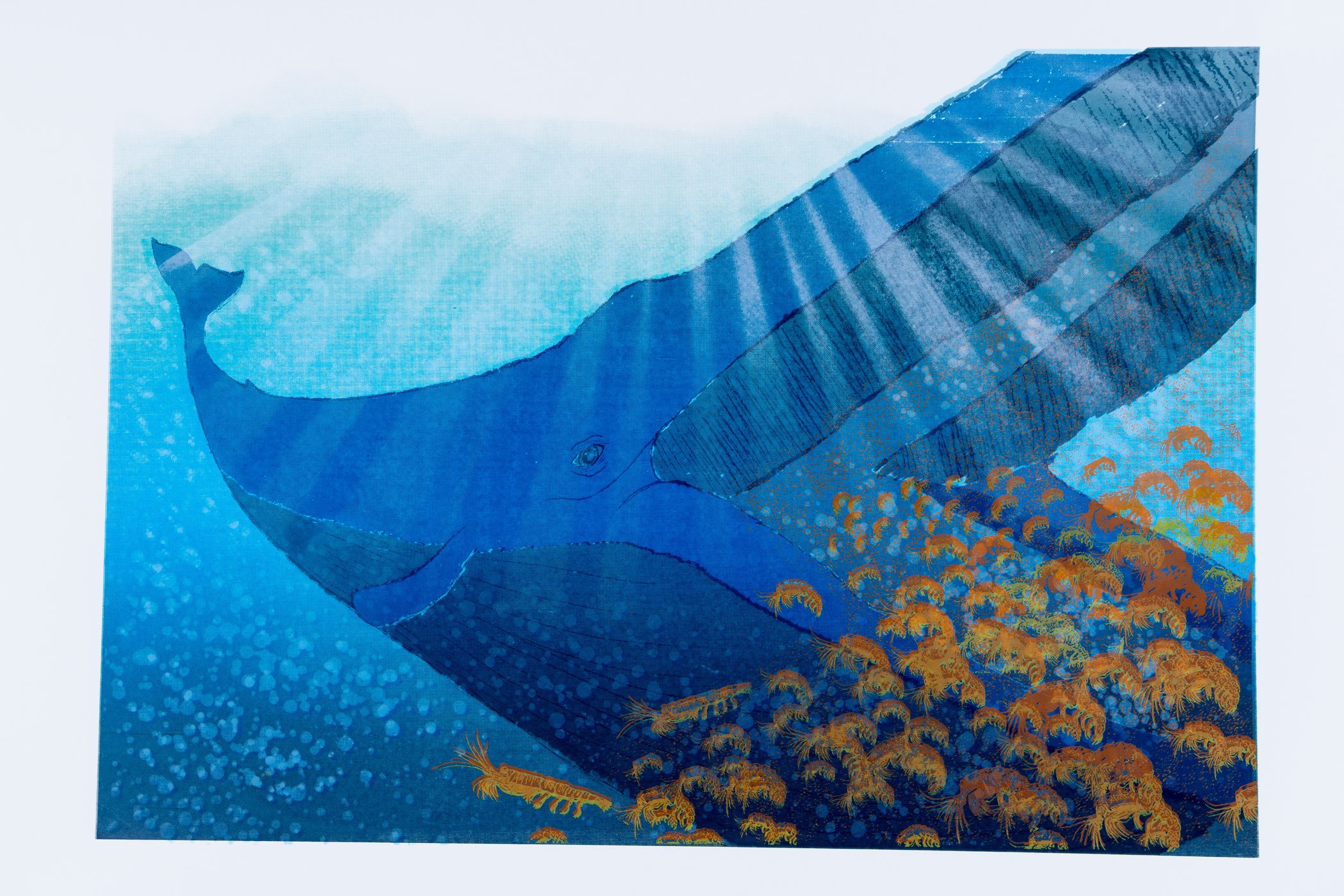 Whale-3.jpg