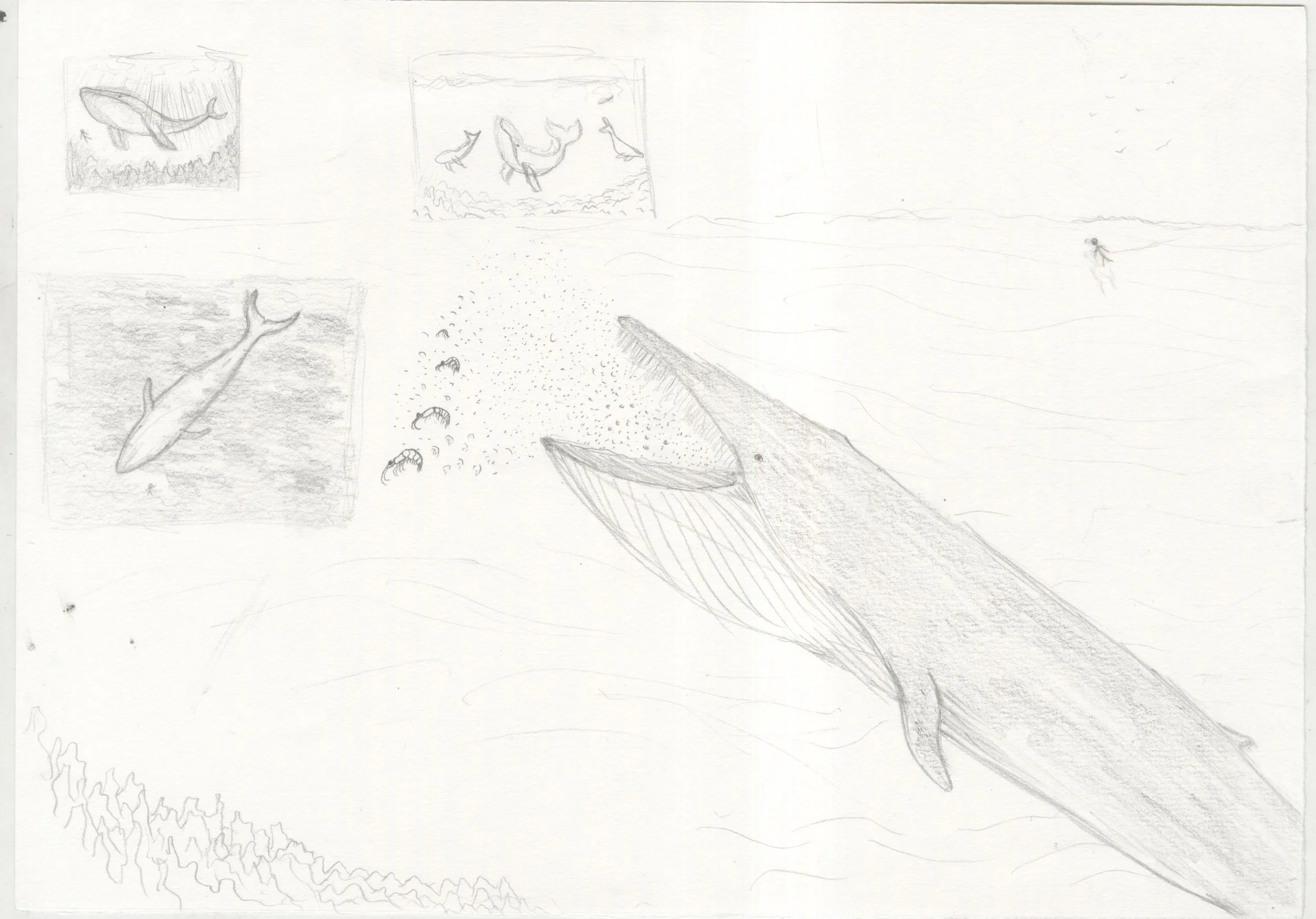 blue-whale.jpg