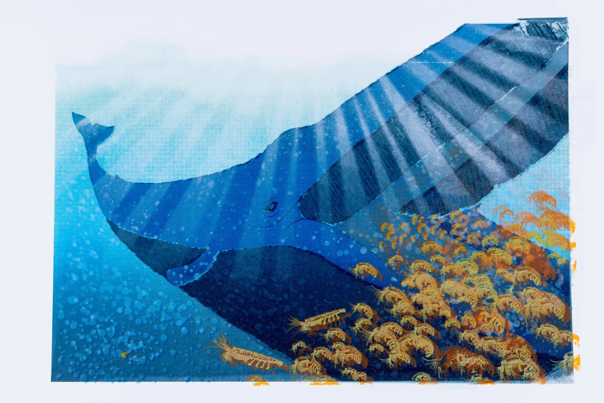 Whale-4.jpg