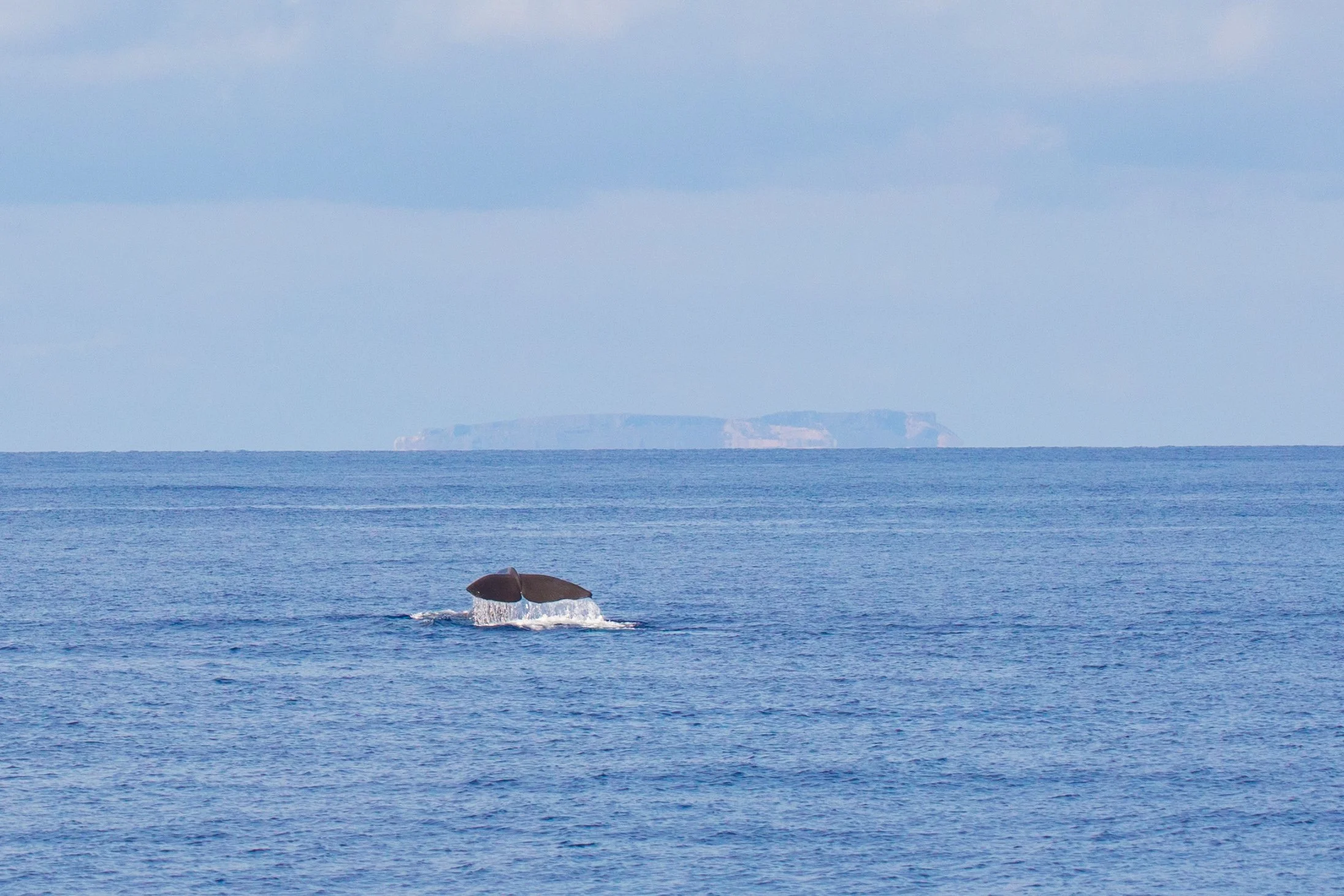 Humpback whale flukes emerging from the ocean as it dives, with a distant island in the background under a cloudy sky.