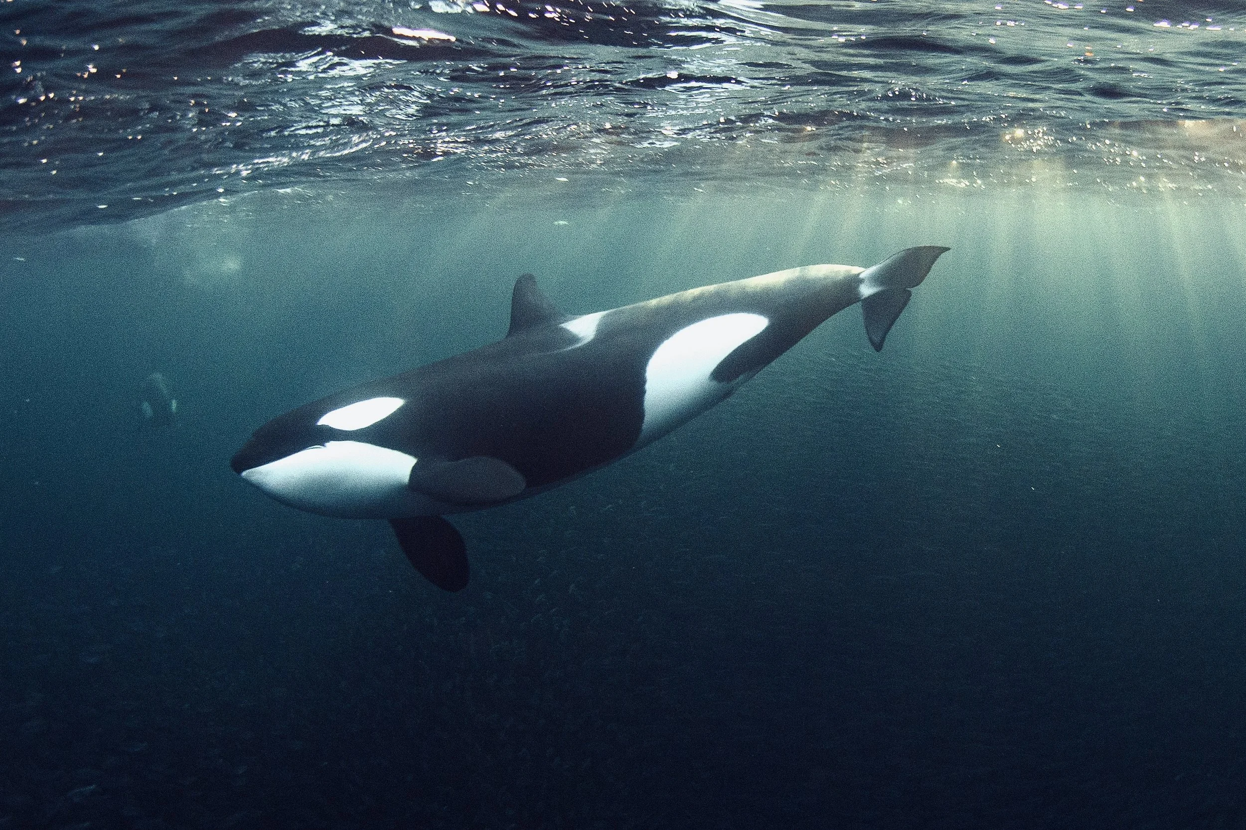 Orca OWS.jpg
