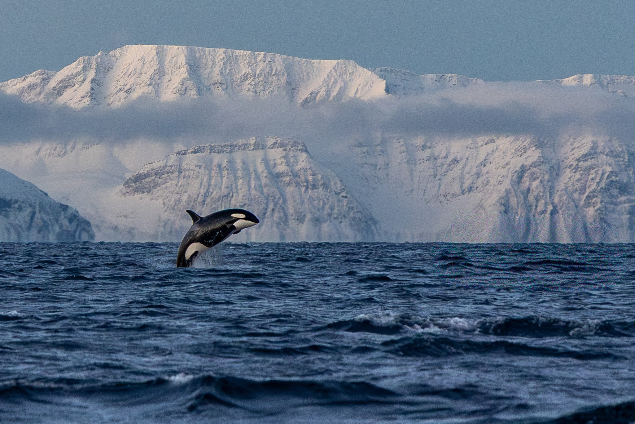 An orca whale jumping out of the ocean with snow-covered mountains in the background.