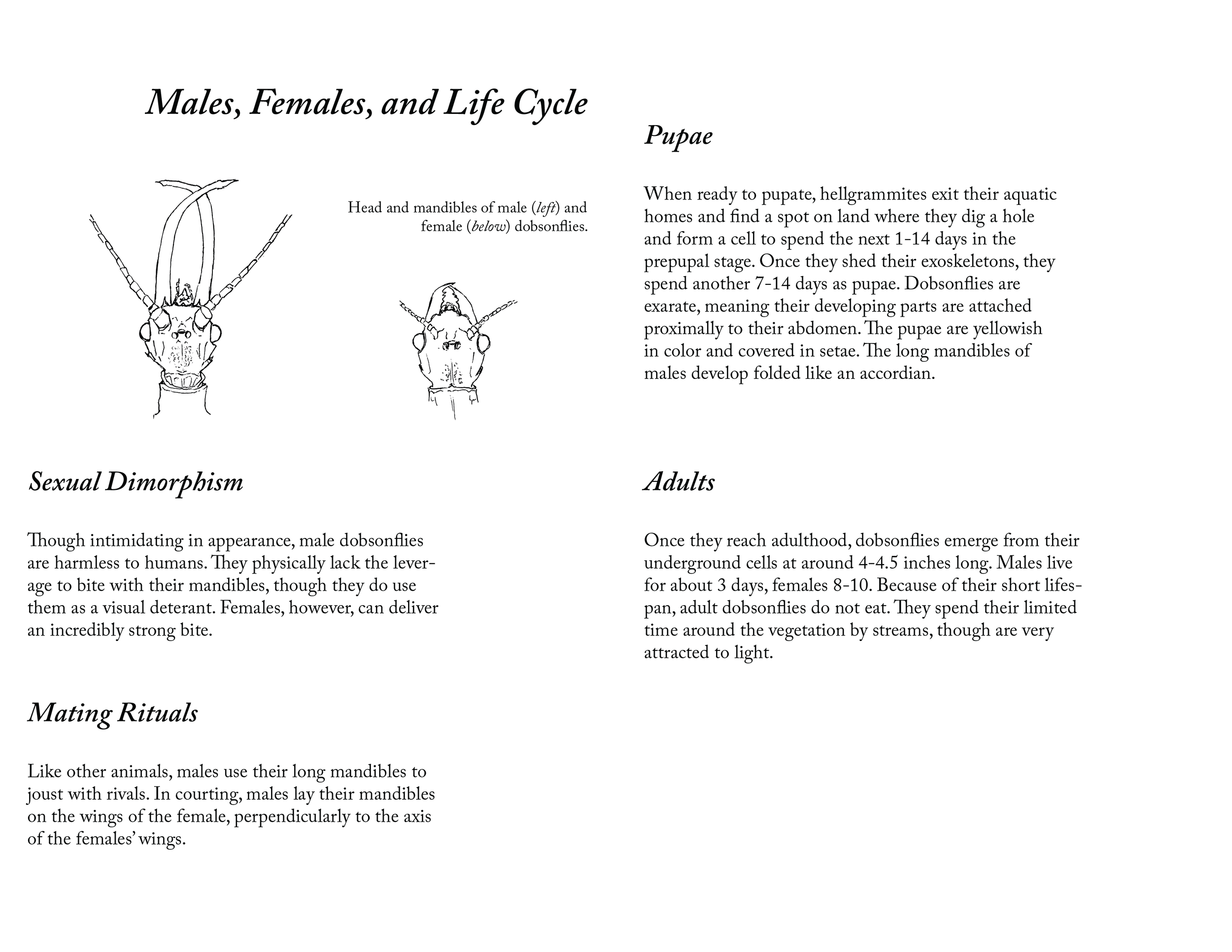 MRichards_ZoologyFinal_print-03.png