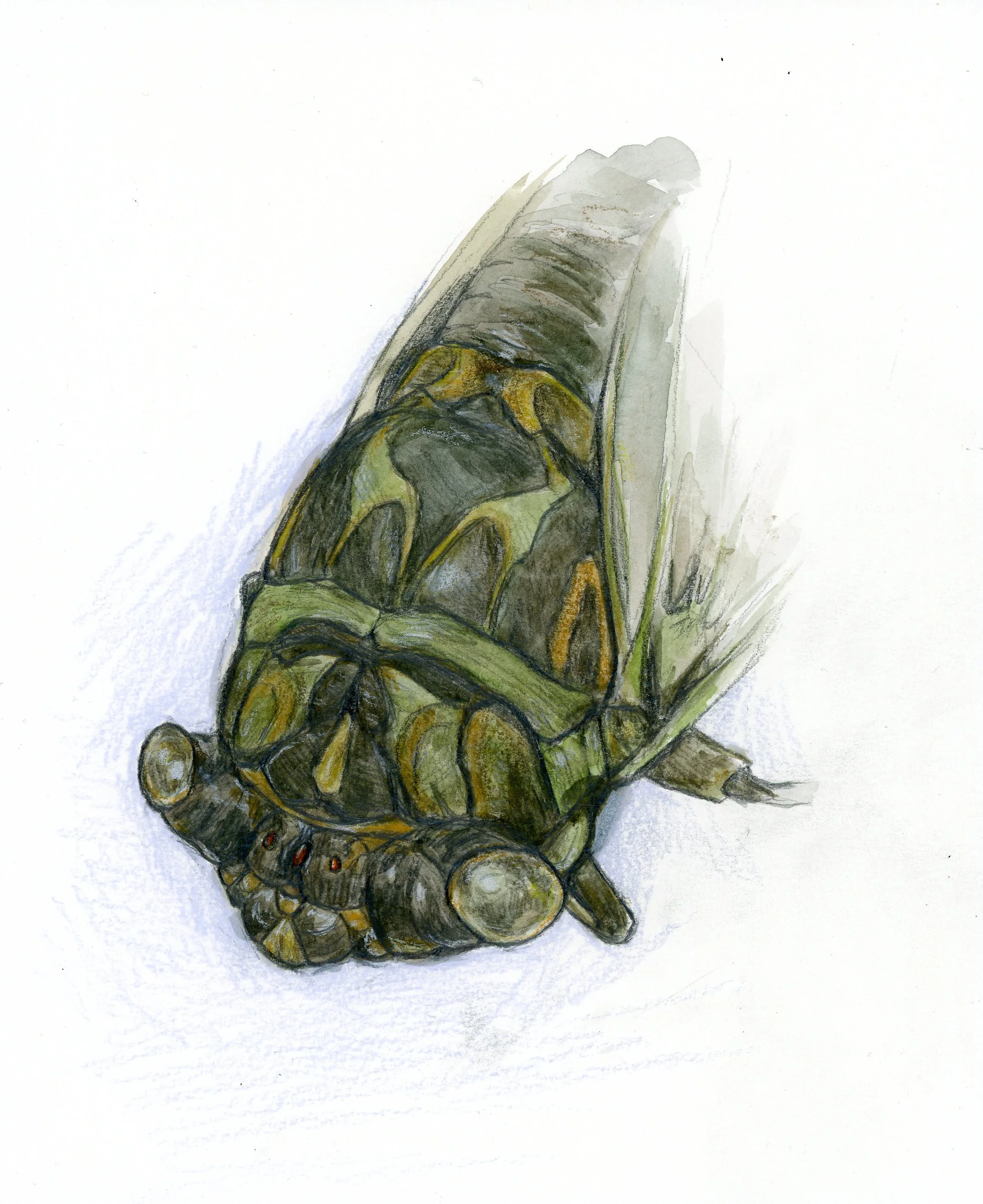 cicada study