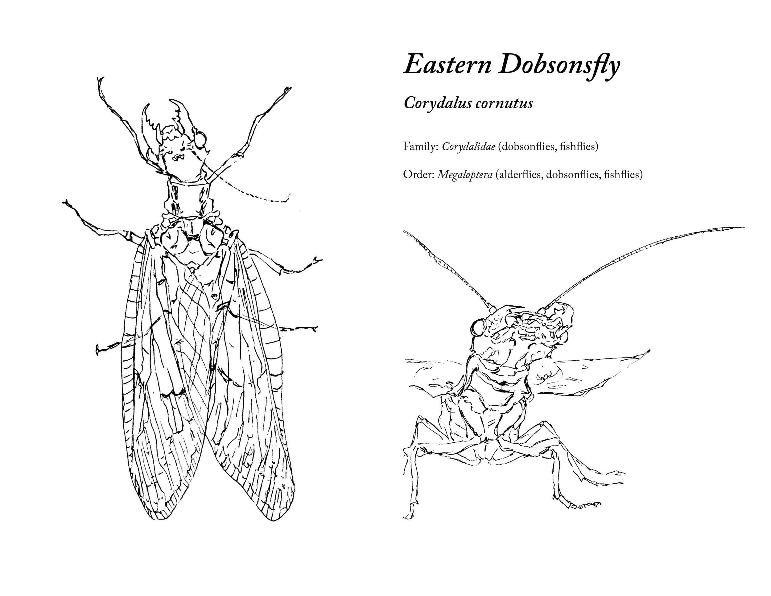 MRichards_ZoologyFinal_print-02.png