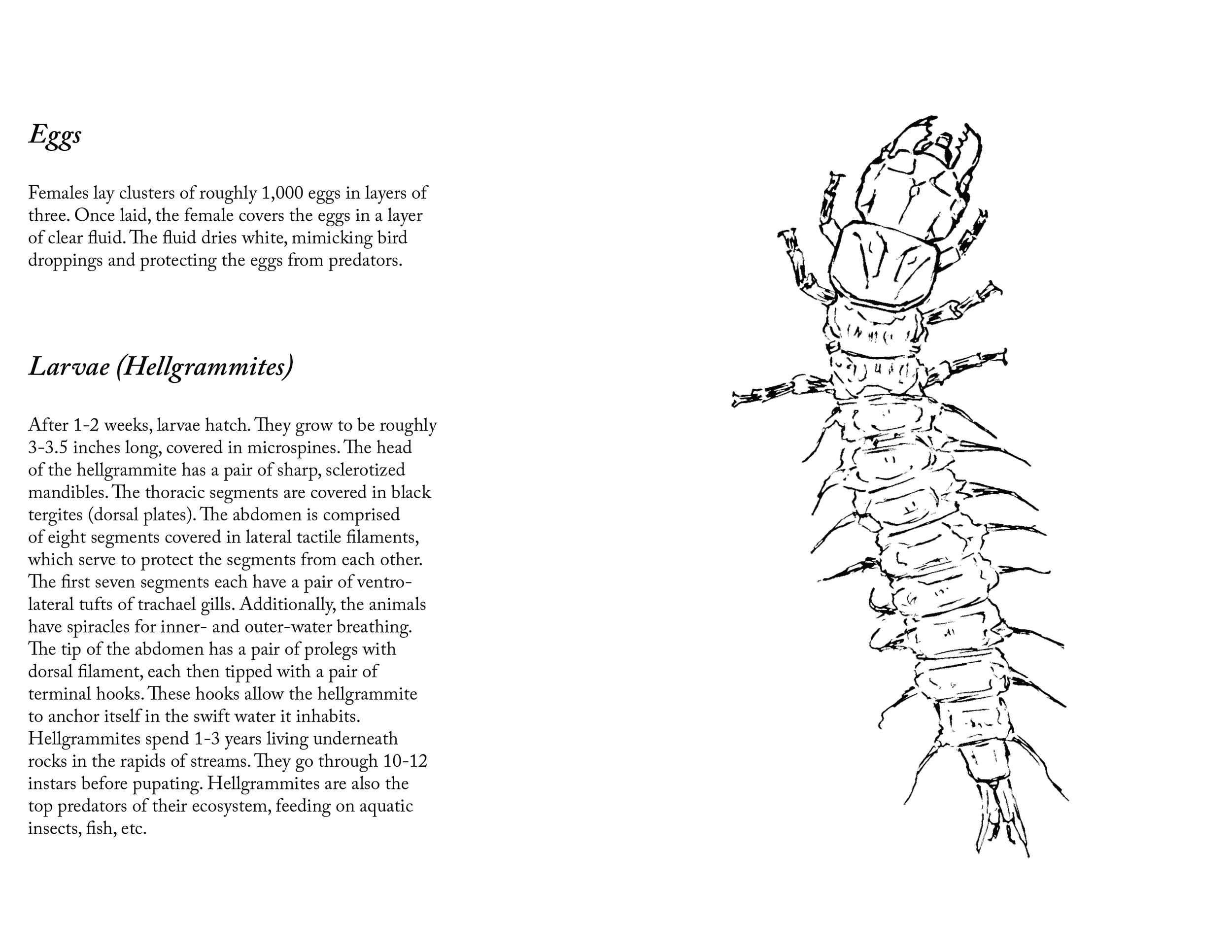 MRichards_ZoologyFinal_print-04.png