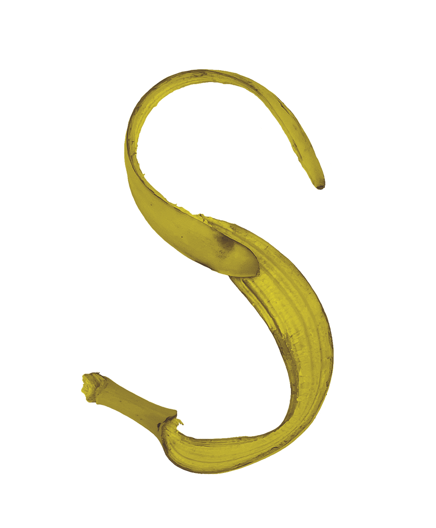 ss.png