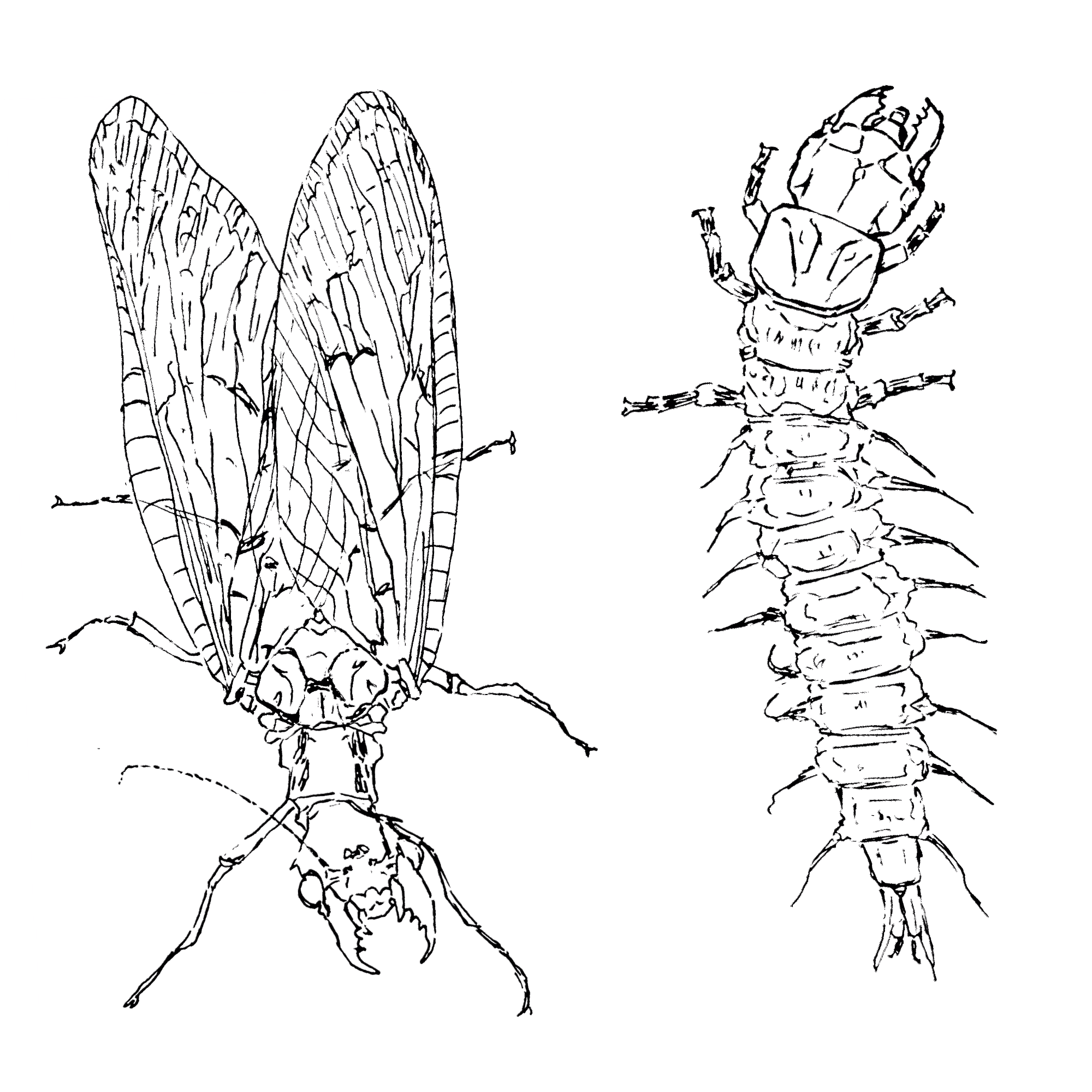 hellgramitesdobsonflies_2.png