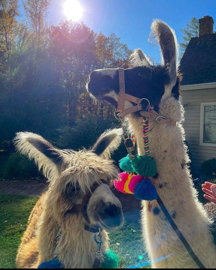 Walk a Llama!