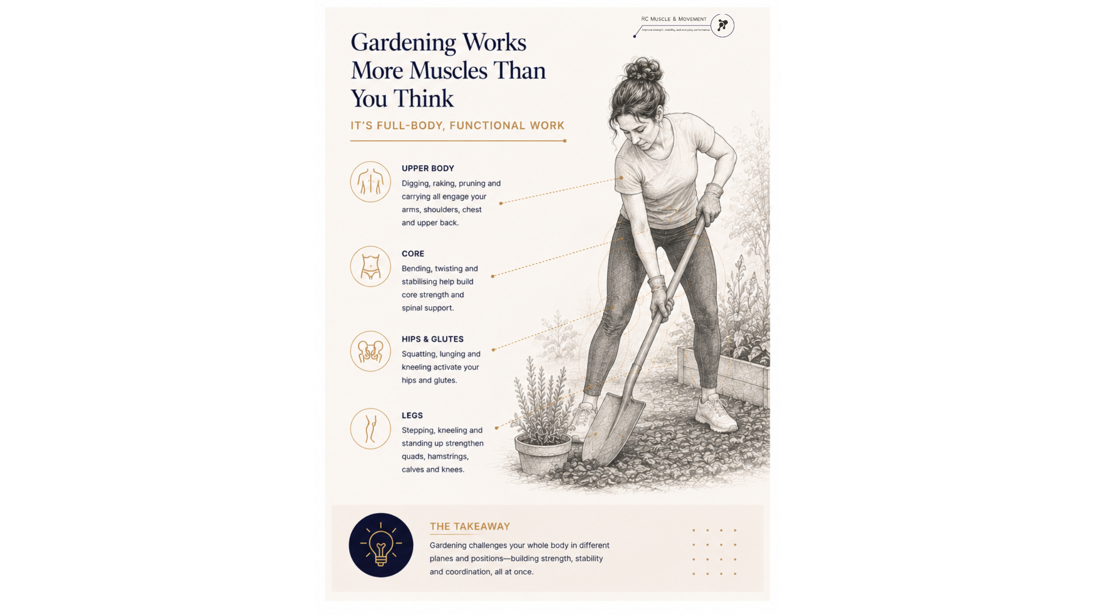 educational illustration of woman digging in the garden with insights showing how muscles are being worked during activity such as core , legs , hips and glutes