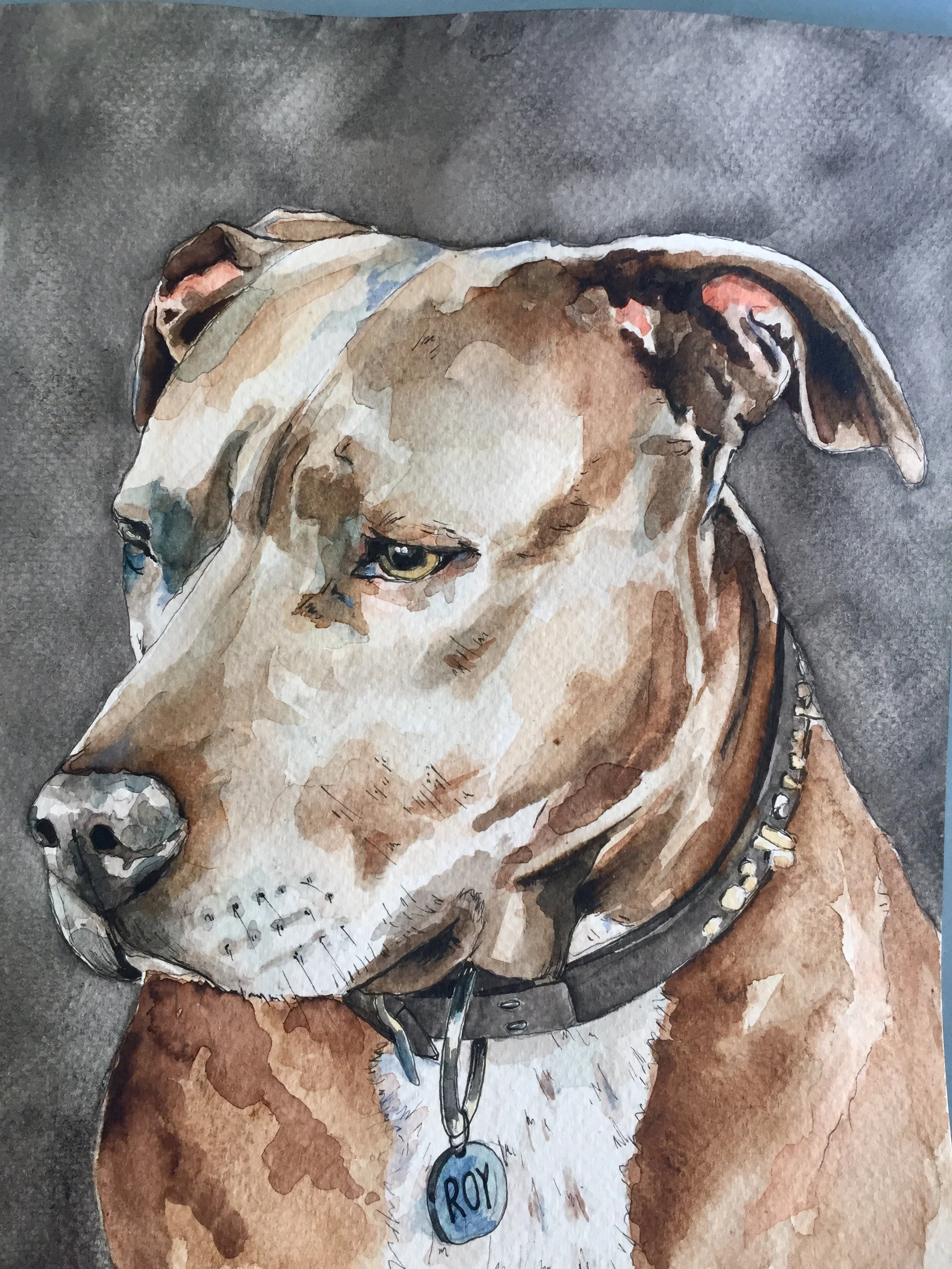 A watercolor painting of a dog, likely a bulldog, with a collar and a tag that reads 'Roy.' The dog appears to be resting or lying down, with its head slightly tilted to the side, on a gray surface.