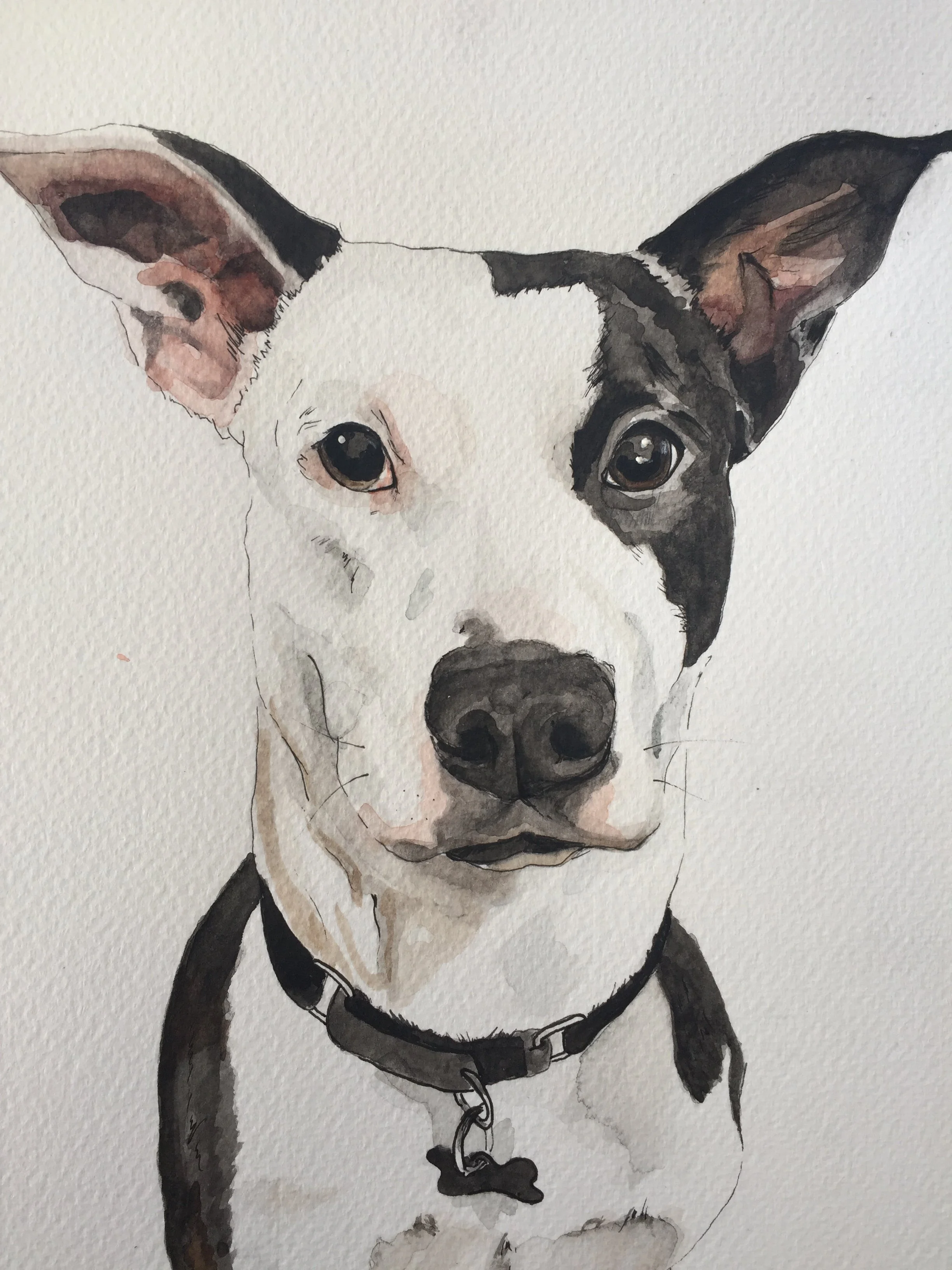 Watercolor painting of a black and white dog with large ears, wearing a collar and chain, with a black spot on its nose.